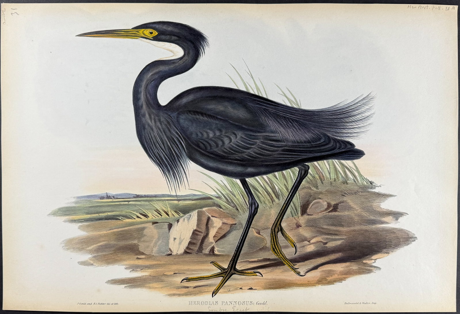 Gould, Australia - Sombre Egret [Herodias Pannosus]: This hand-colored folio lithograph is from the esteemed John Gould?s Birds of Australia. The work was published in London by Richard and John E. Taylor for the author between 1840 and 1869. Over 300 n