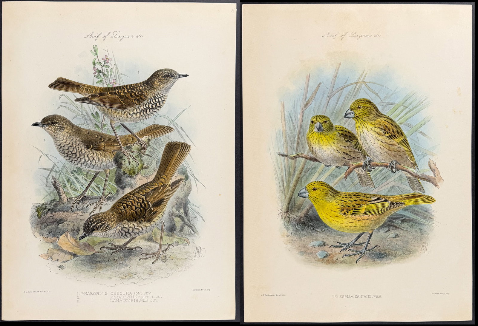 Rothschild & Keulemans, Hawaii - Pair of Bird Lithographs (Frinch, Thrush) (1 of 3)