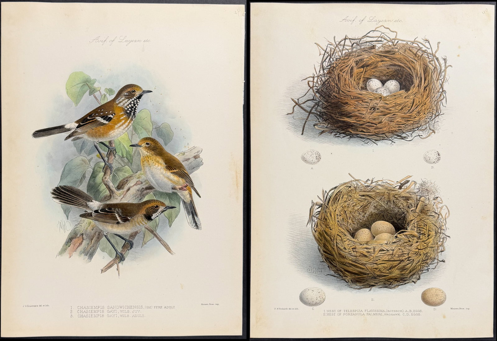 Rothschild & Keulemans, Hawaii - Pair of Lithographs of Monarch Flycatcher & Nests of Birds (1 of 3)