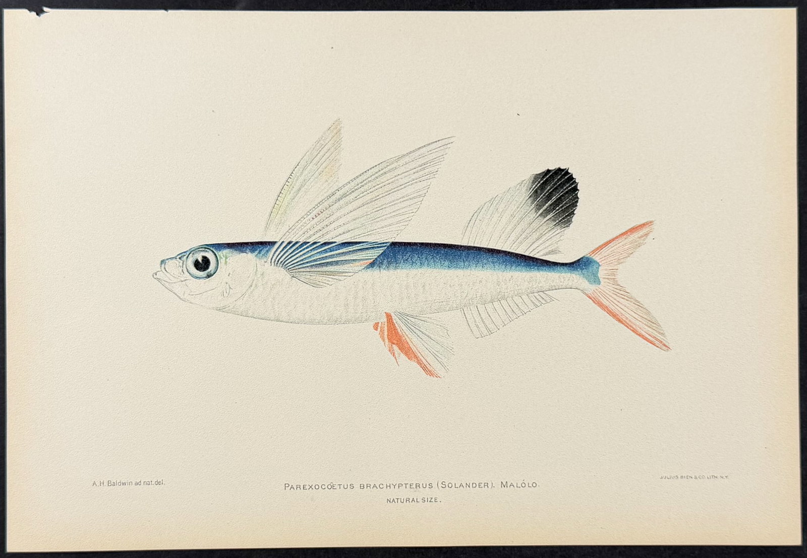 Bien, Hawaii - Malolo or Sailfin Flying Fish [Parexocoetus Brachypterus]: This colorful fish chromolithograph is from Julius Bien, David Starr Jordan & Barton Warren Evermann's The Aquatic Resources of the Hawaiian Islands (also issued as Bulletin of the United States Fish 