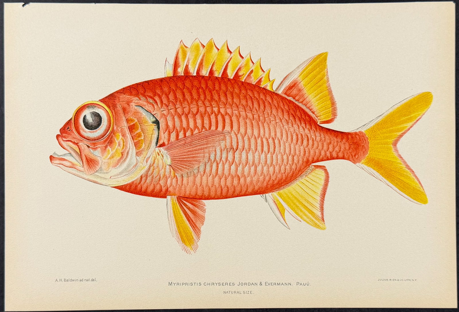 Bien, Hawaii - Pauu or Yellowfin Soldierfish [Myripristis Chryseres]: This colorful fish chromolithograph is from Julius Bien, David Starr Jordan & Barton Warren Evermann's The Aquatic Resources of the Hawaiian Islands (also issued as Bulletin of the United States Fish 