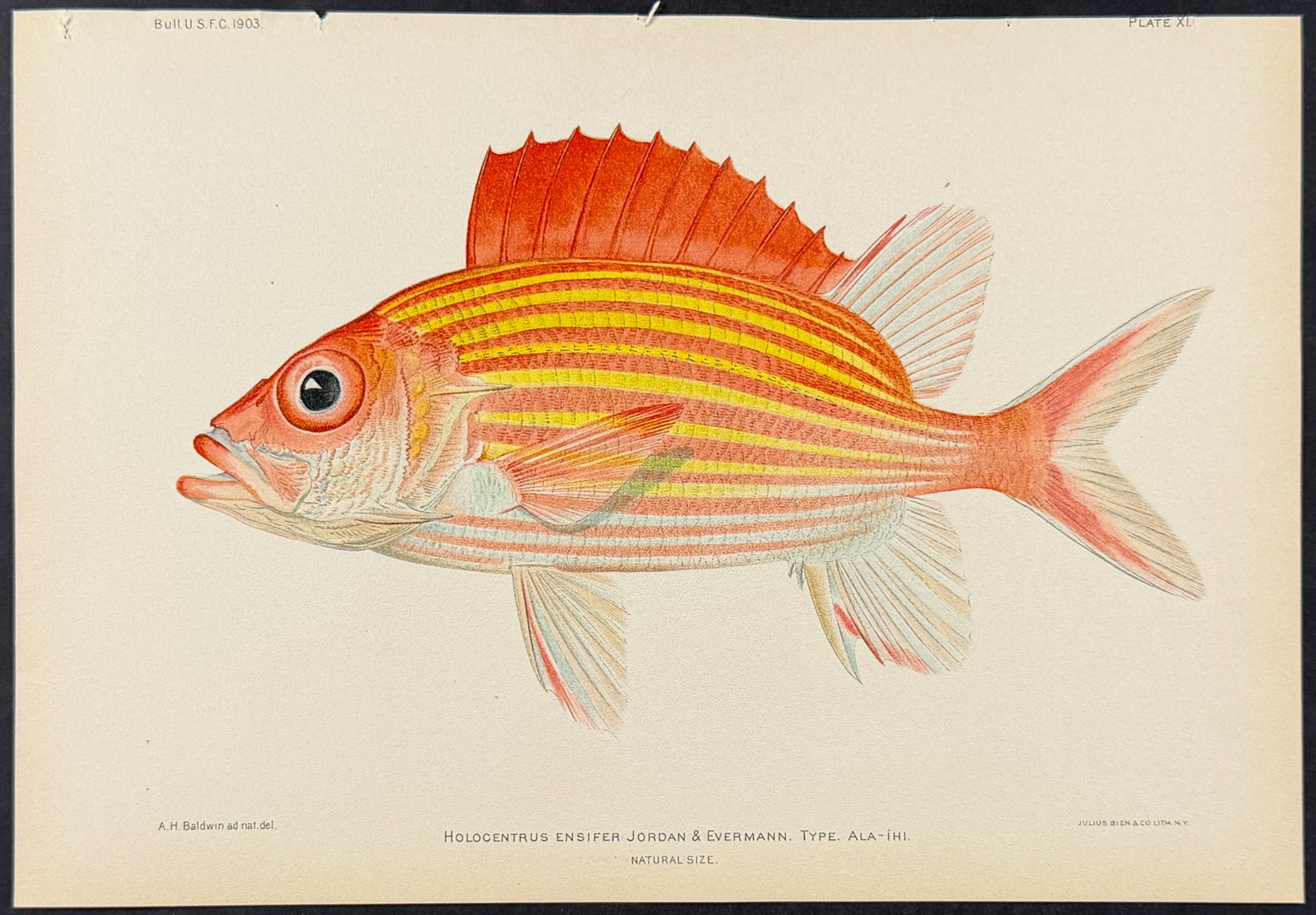 Bien, Hawaii - Ala-Ihi or Yellow-striped Squirrelfish [Holocentrus Ensifer]: This colorful fish chromolithograph is from Julius Bien, David Starr Jordan & Barton Warren Evermann's The Aquatic Resources of the Hawaiian Islands (also issued as Bulletin of the United States Fish 