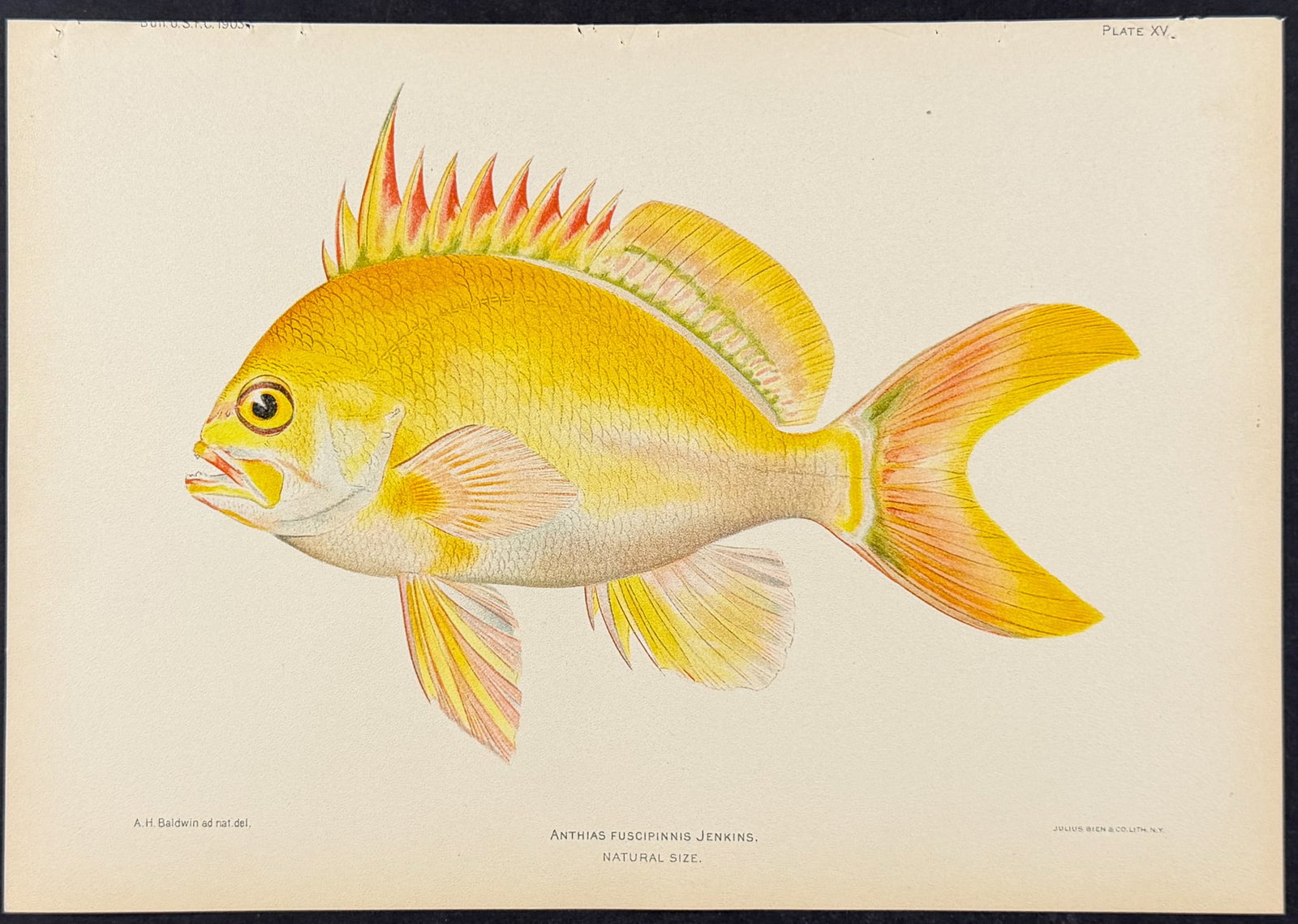 Bien, Hawaii - Yellow Anthias [Anthias Fuscipinnis]: This colorful fish chromolithograph is from Julius Bien, David Starr Jordan & Barton Warren Evermann's The Aquatic Resources of the Hawaiian Islands (also issued as Bulletin of the United States Fish 