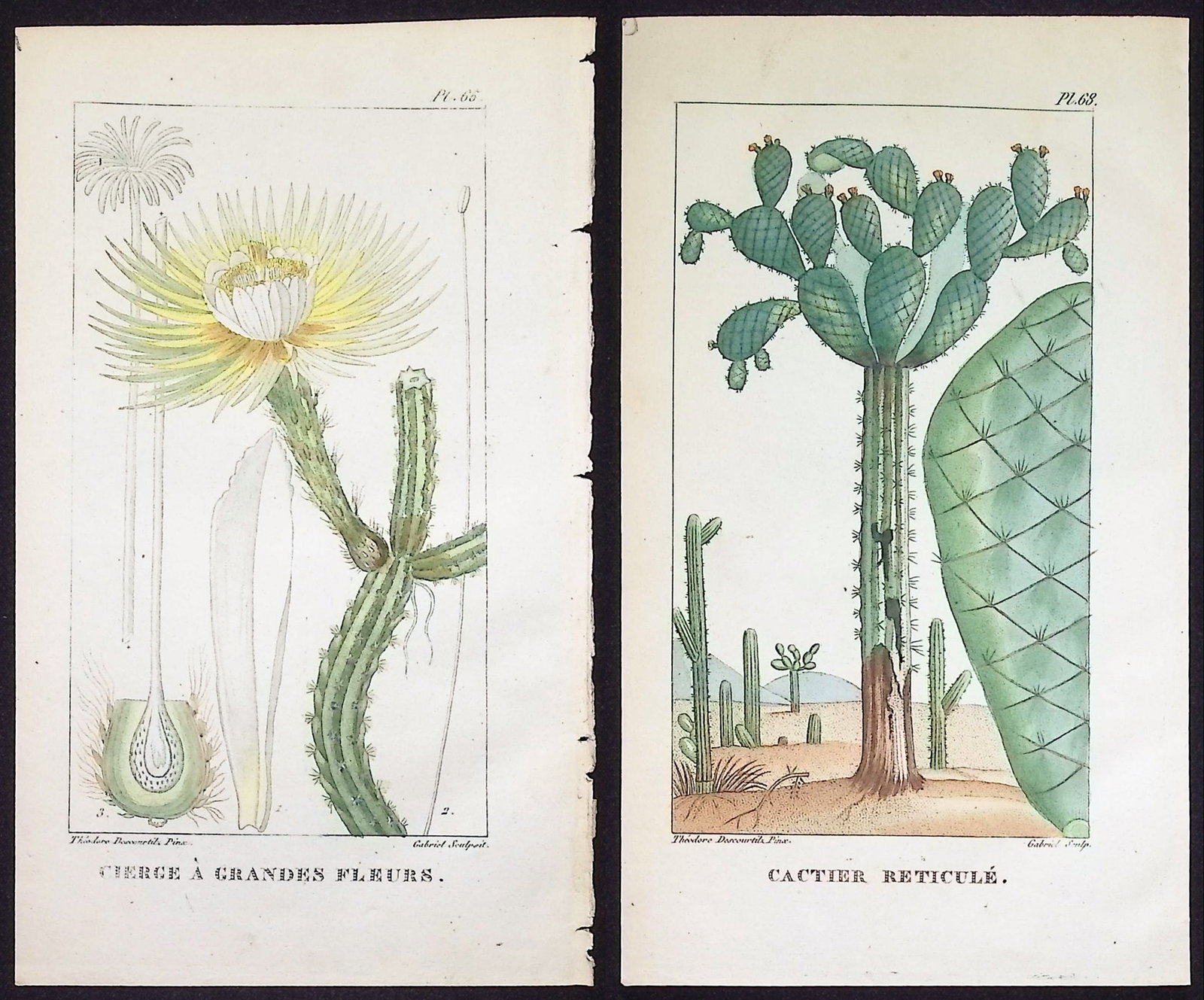 Descourtilz - 4 Cactus Engravings: This beautiful stipple engraving is from Michel Etienne Descourtilz's Flore Pittoresque et Medicale des Antilles ou histoire naturelle des Plantes usuelles des colonies Francaises, Anglaises,