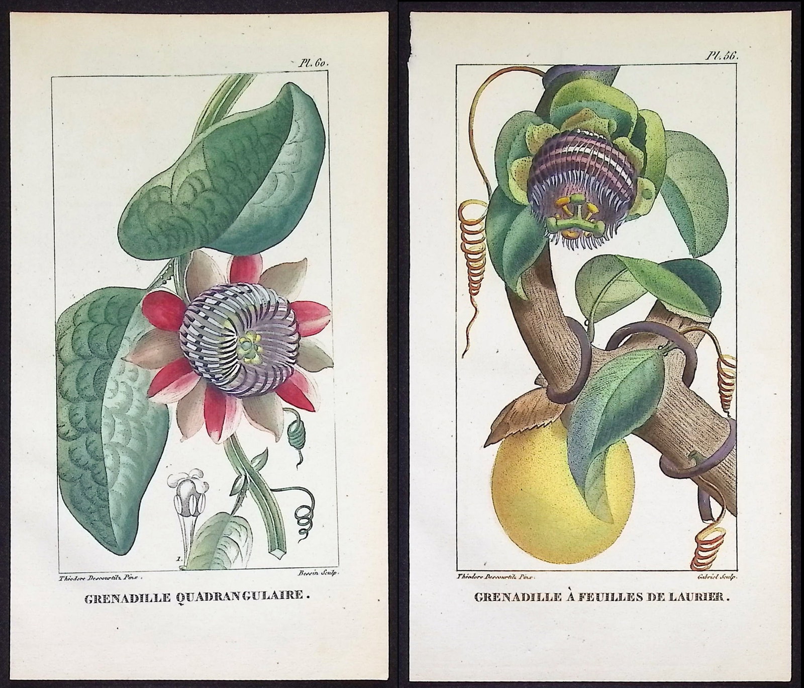 Descourtilz - 4 Passion Flower Engravings (1 of 5)