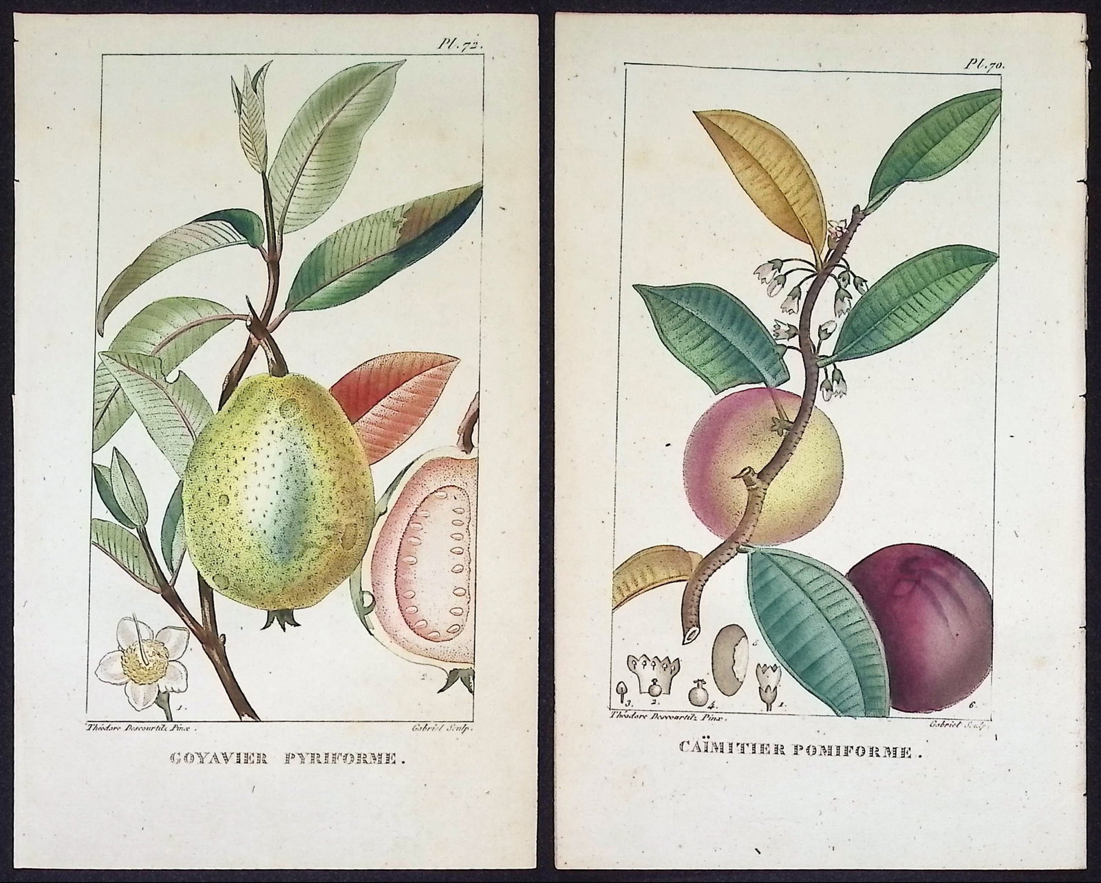 Descourtilz - 4 Fruit or Seed Tree Engravings (1 of 6)