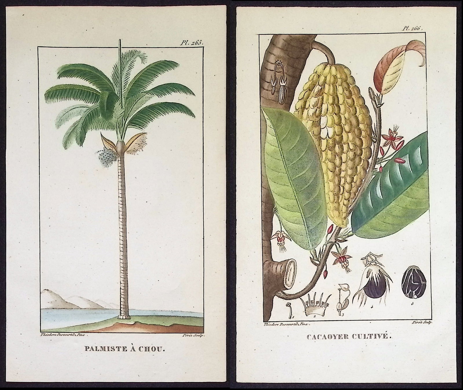 Descourtilz - 5 Palm or Papaya Tree Engravings (1 of 7)