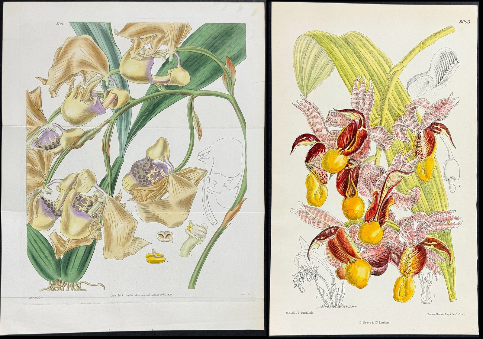 Curtis - 5 Orchid Engravings: Included in this lot: Orchid [Paphiopedilum Wardii]. 7058 Orchid [Paphiopedilum glaucophyllum]. 8093 Orchid [Catasetum galeritum]. 8097 Orchid: Large Yellow-flowered Gongora. 2755 Orchid: Spotted