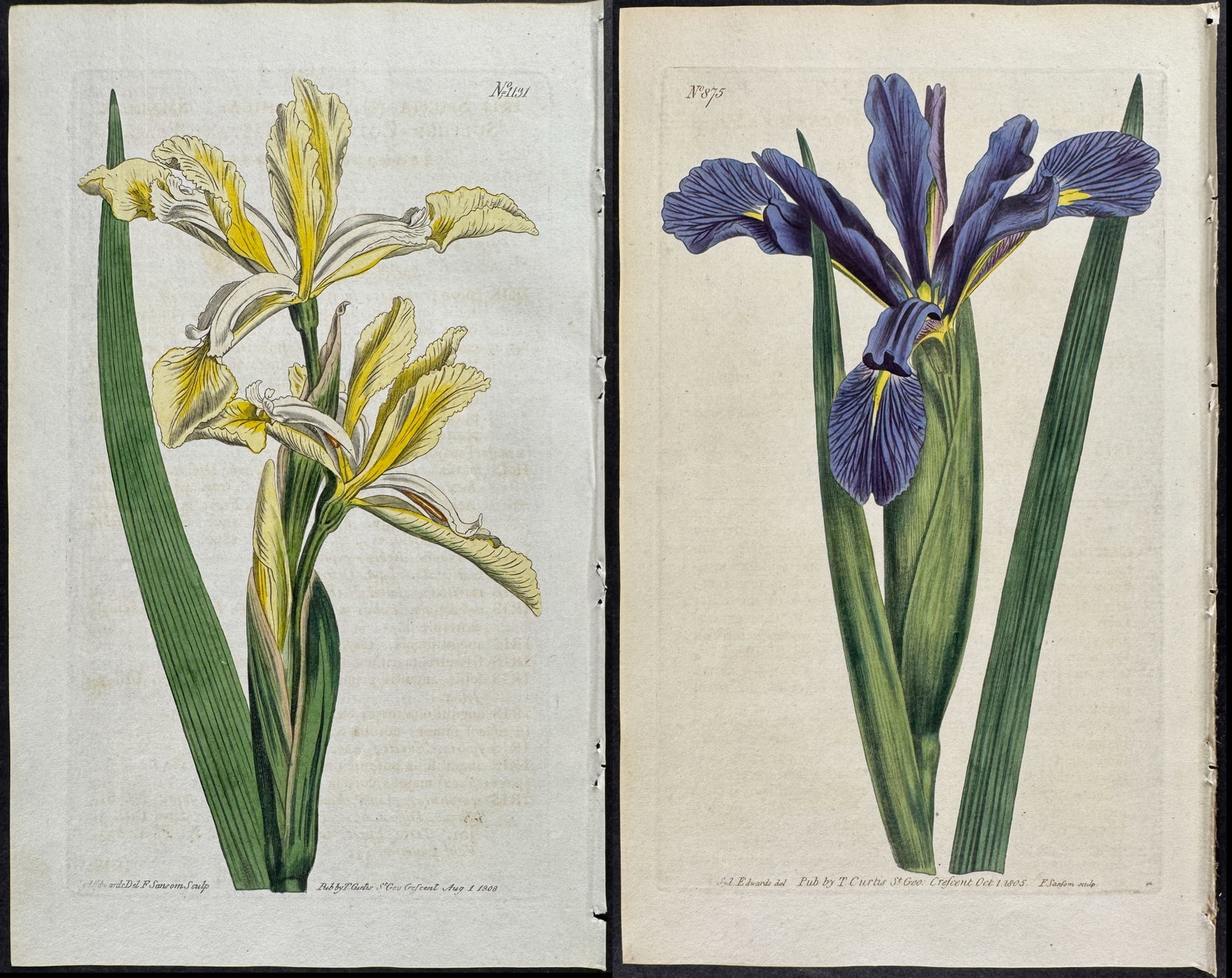 Curtis - 4 Iris Engravings (1 of 5)
