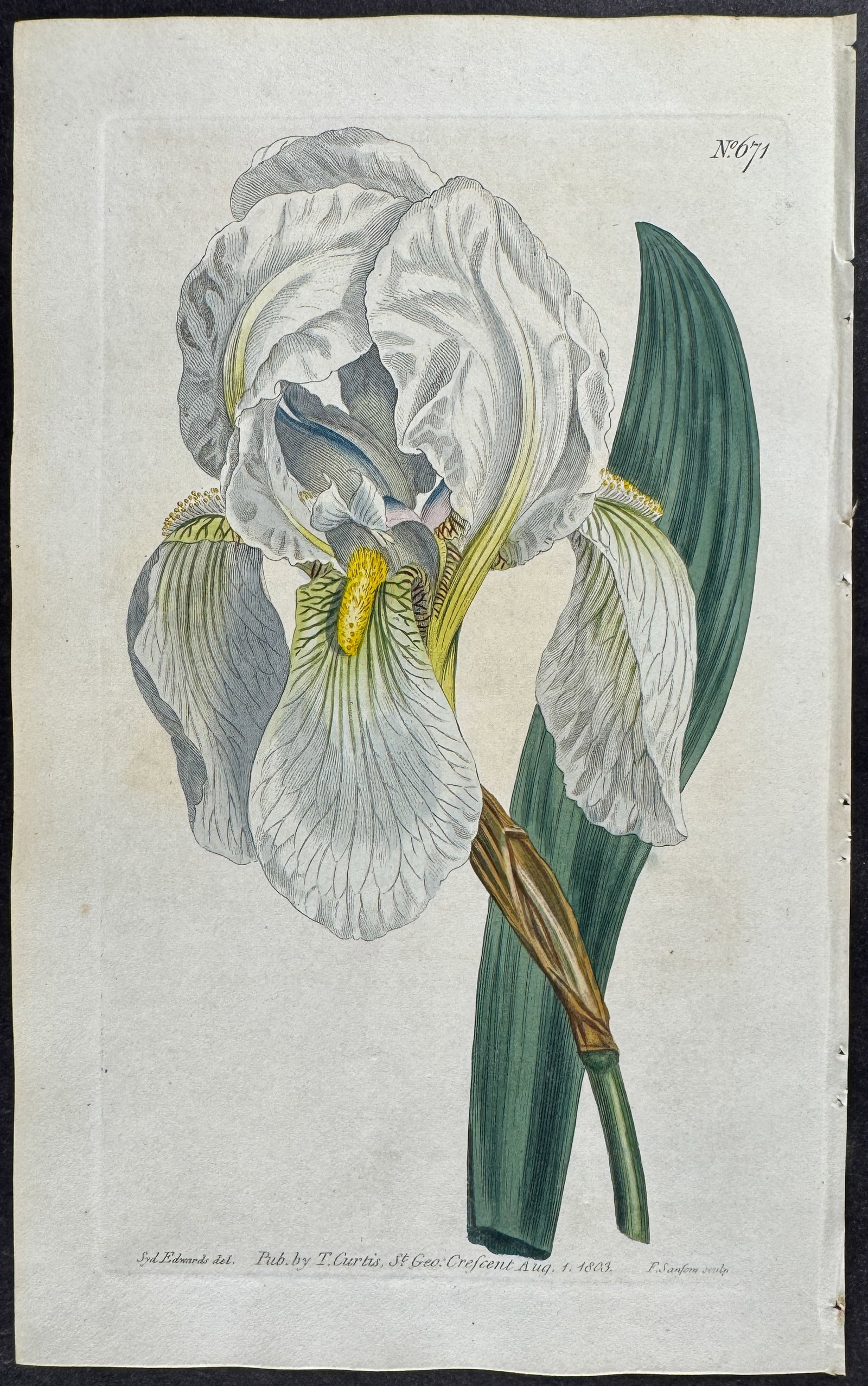 Curtis - 4 Iris Engravings - 2
