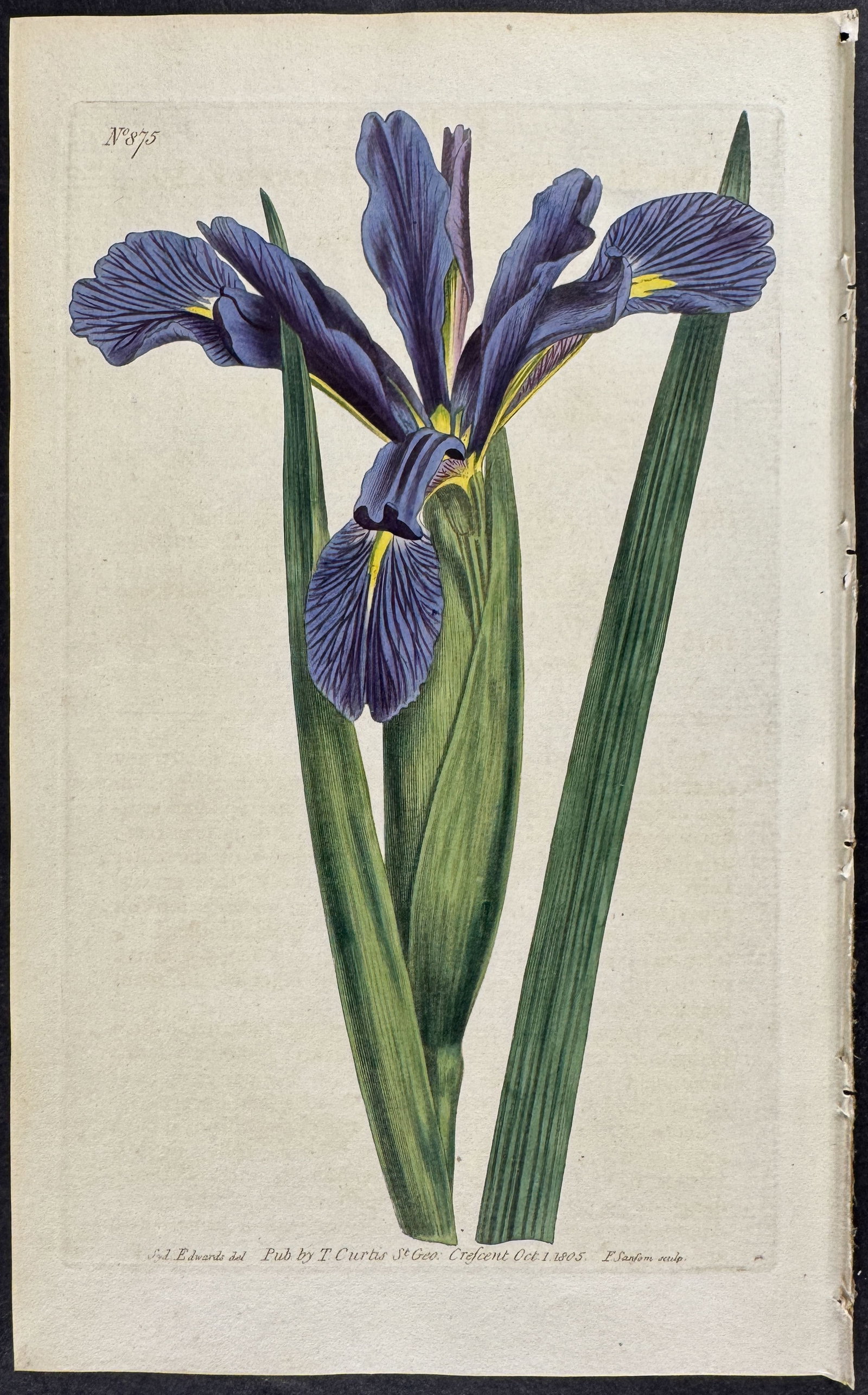 Curtis - 4 Iris Engravings - 3
