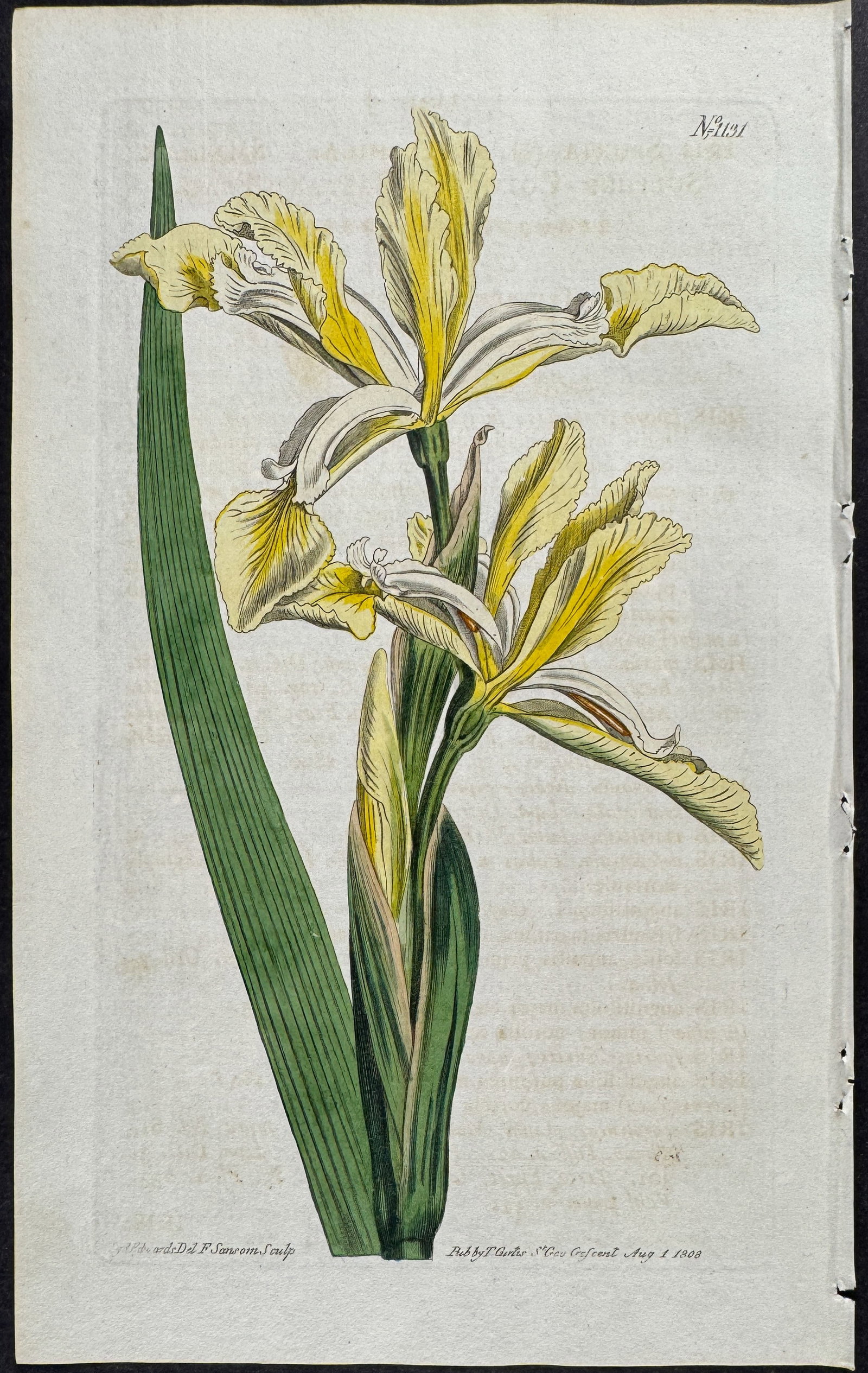 Curtis - 4 Iris Engravings - 4