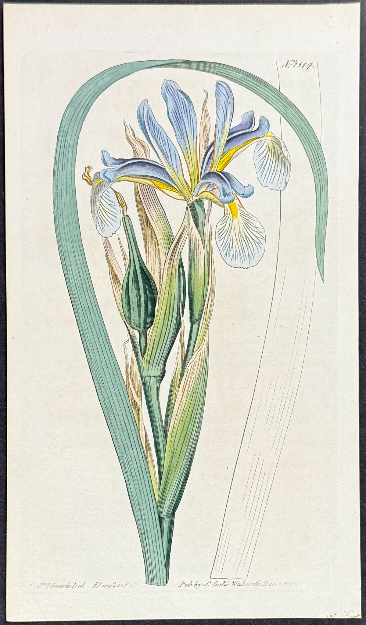 Curtis - 4 Iris Engravings - 5