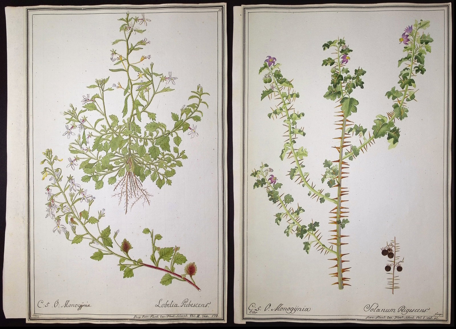 8 Original Botanical Watercolors (according to Linnaeus system) (1 of 9)