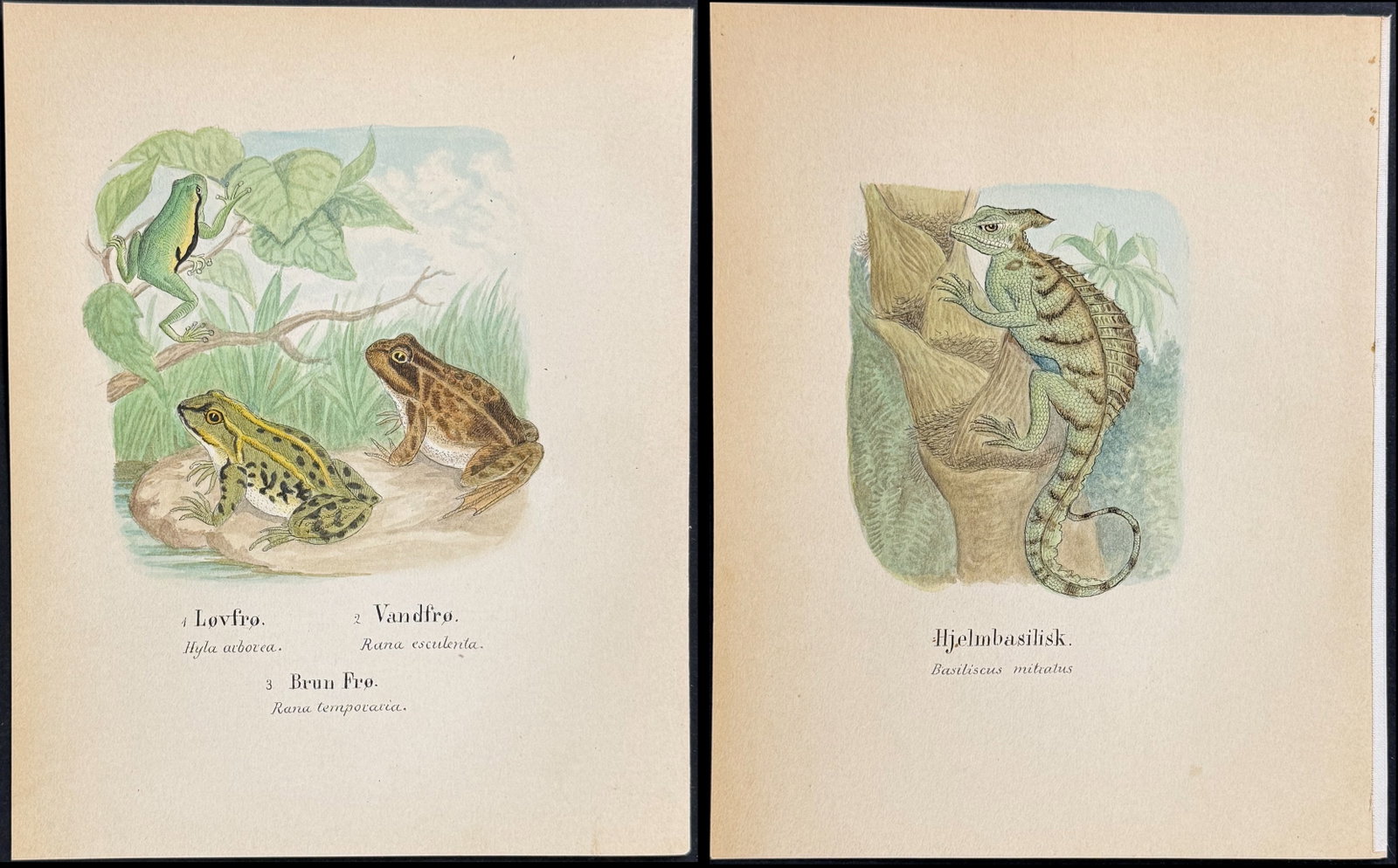 5 Original Watercolors of Reptiles & Amphibians (Chameleon, Basilisk, Frog or Toad): Included in this lot: Chameleon [Chamaeleo vulgaris] Common Basilisk or Lizard [Basiliscus mitratus] Frog or Toad [Bombinator igneus, Phryne vulgaris] Frog or Toad [Hyla arborea, Rana esculenta, Rana