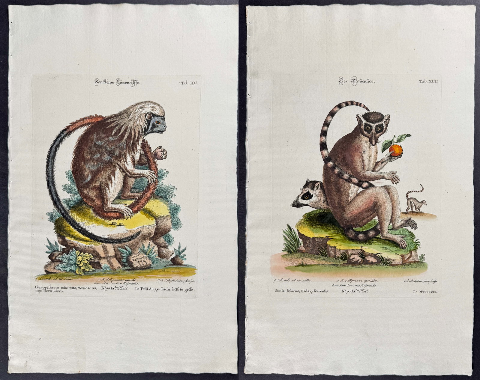 Seligmann after Edwards - Pair of Primate Engravings (Lemur, Monkey): Johann Seligmann created this wonderful folio work featuring the art of both George Edwards and Mark Catesby. Entitled Verzameling van Utlandsche en Zeldzaame Vogelen... or Sammlung verschiedener