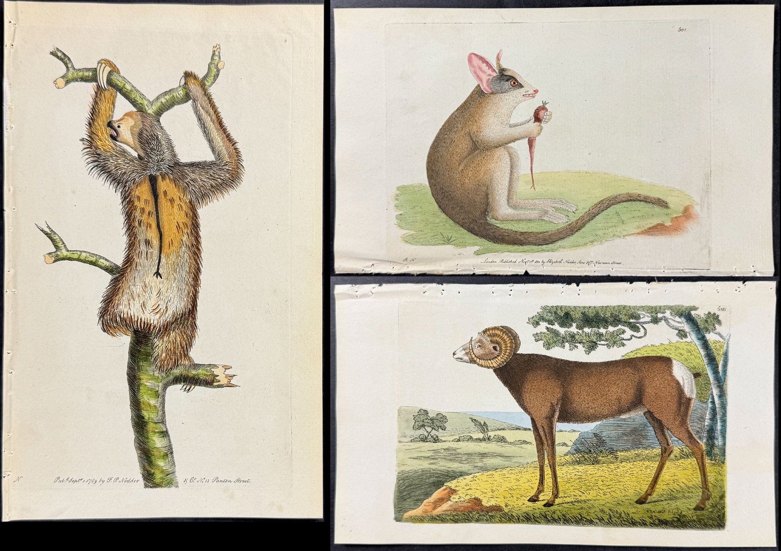 Shaw & Nodder - 8 Quadruped Engravings (1 of 9)