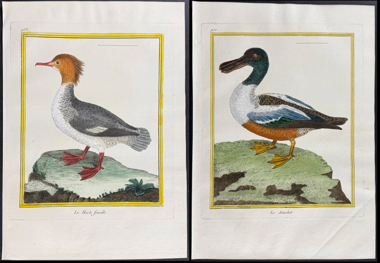 Martinet & Buffon - 4 Duck Engravings (Merganser, Shoveller): This originally hand-colored engraving is from Georges-Louis Leclerc de Buffon & Francois-Nicolas Martinet's work entitled "Histoire Naturelle des Oiseaux". It was published in Paris by Imprimerie