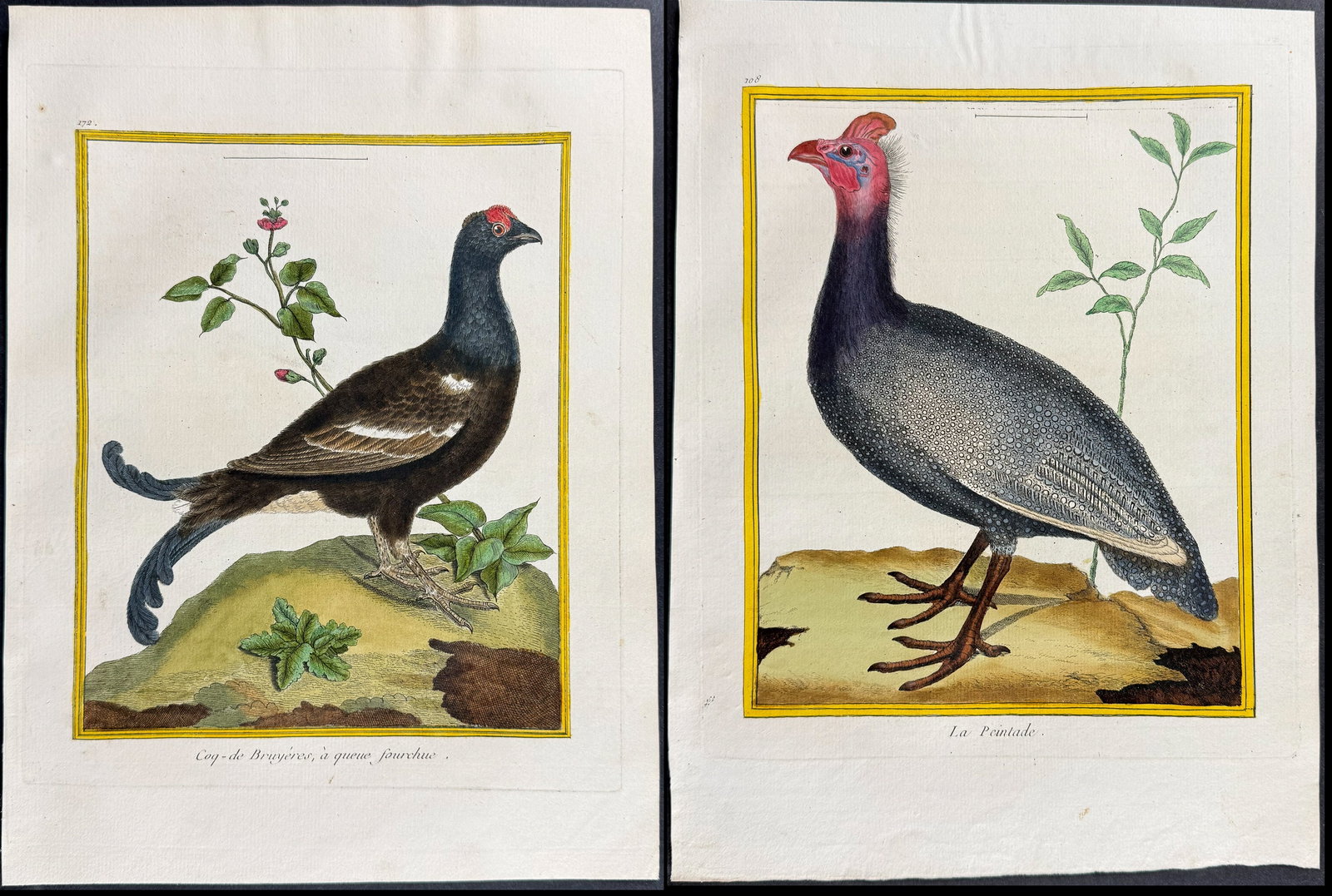 Martinet & Buffon - 4 Bird Engravings (Grouse, Capercaillie, Curassow, Guineafowl): This originally hand-colored engraving is from Georges-Louis Leclerc de Buffon & Francois-Nicolas Martinet's work entitled "Histoire Naturelle des Oiseaux". It was published in Paris by Imprimerie