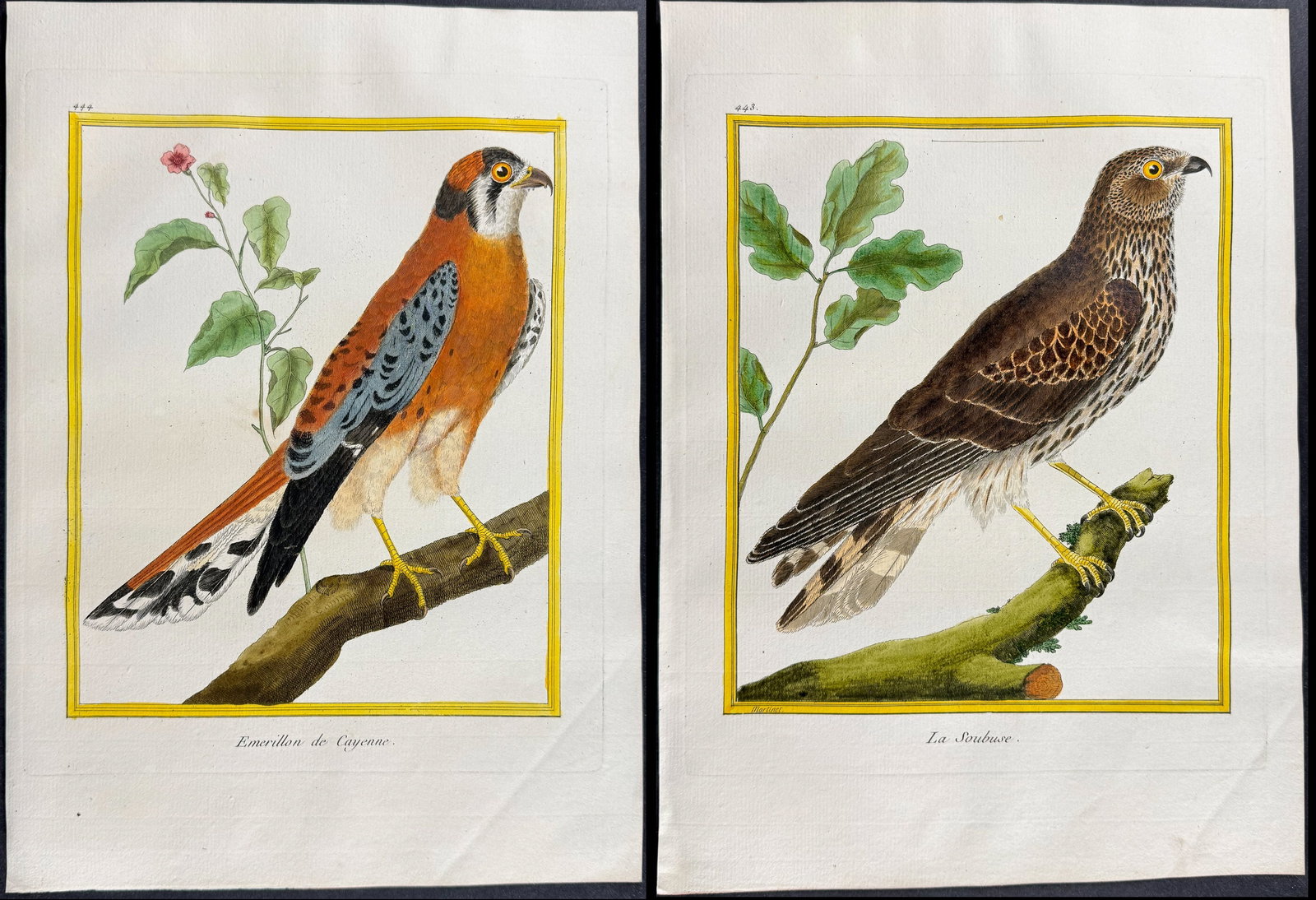 Martinet & Buffon - 4 Bird of Prey Engravings (Merlin, Hobby): This originally hand-colored engraving is from Georges-Louis Leclerc de Buffon & Francois-Nicolas Martinet's work entitled "Histoire Naturelle des Oiseaux". It was published in Paris by Imprimerie