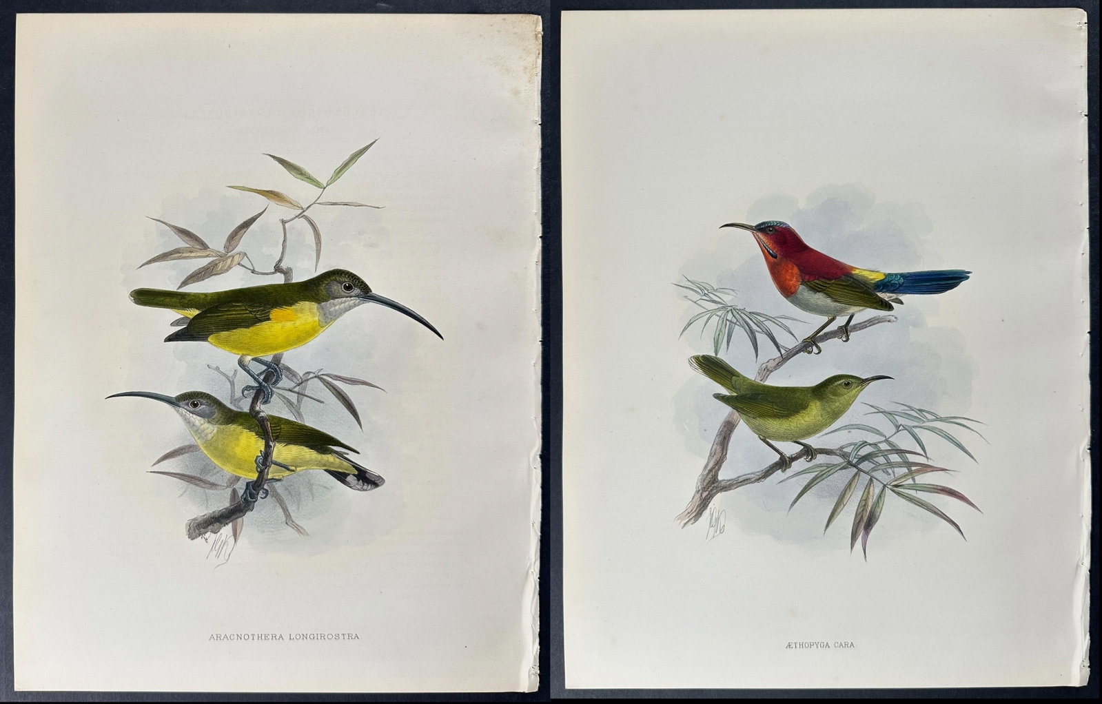 Shelley & Keulemans - 4 Sunbird Lithographs (1 of 5)