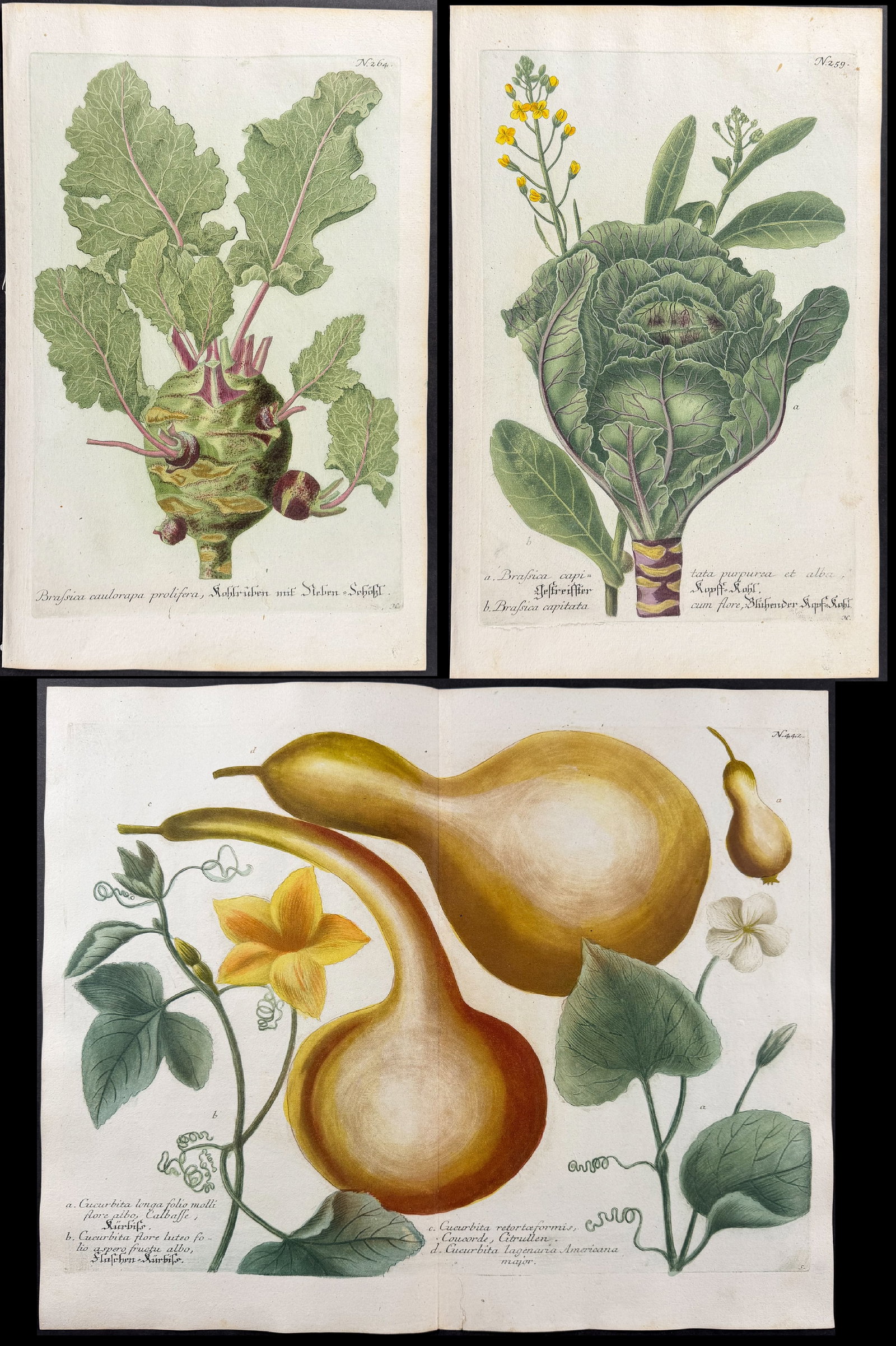 Weinmann - 7 Botanical Engravings of Turnip or Radish, Cabbage, Gourd, Narcissus, Mandrake, Banana: This beautiful botanical mezzotint is from Johann Weinmann's "Duidelyke Vertoning, Eeniger Duizend in alle vier waerelds deelen wassende Bomen, Stammen, Kruiden, Bloemen, Vrugten, en Uitwassen,