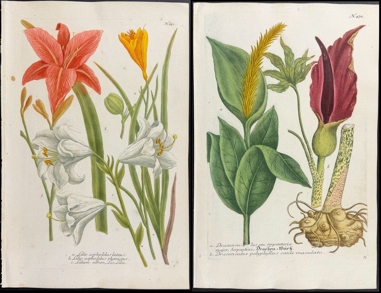 Weinmann - 10 Botanical Engravings of Marigold, Arum, Lily, Cyclamen, Crocus, Mallow: This beautiful botanical mezzotint is from Johann Weinmann's "Duidelyke Vertoning, Eeniger Duizend in alle vier waerelds deelen wassende Bomen, Stammen, Kruiden, Bloemen, Vrugten, en Uitwassen,
