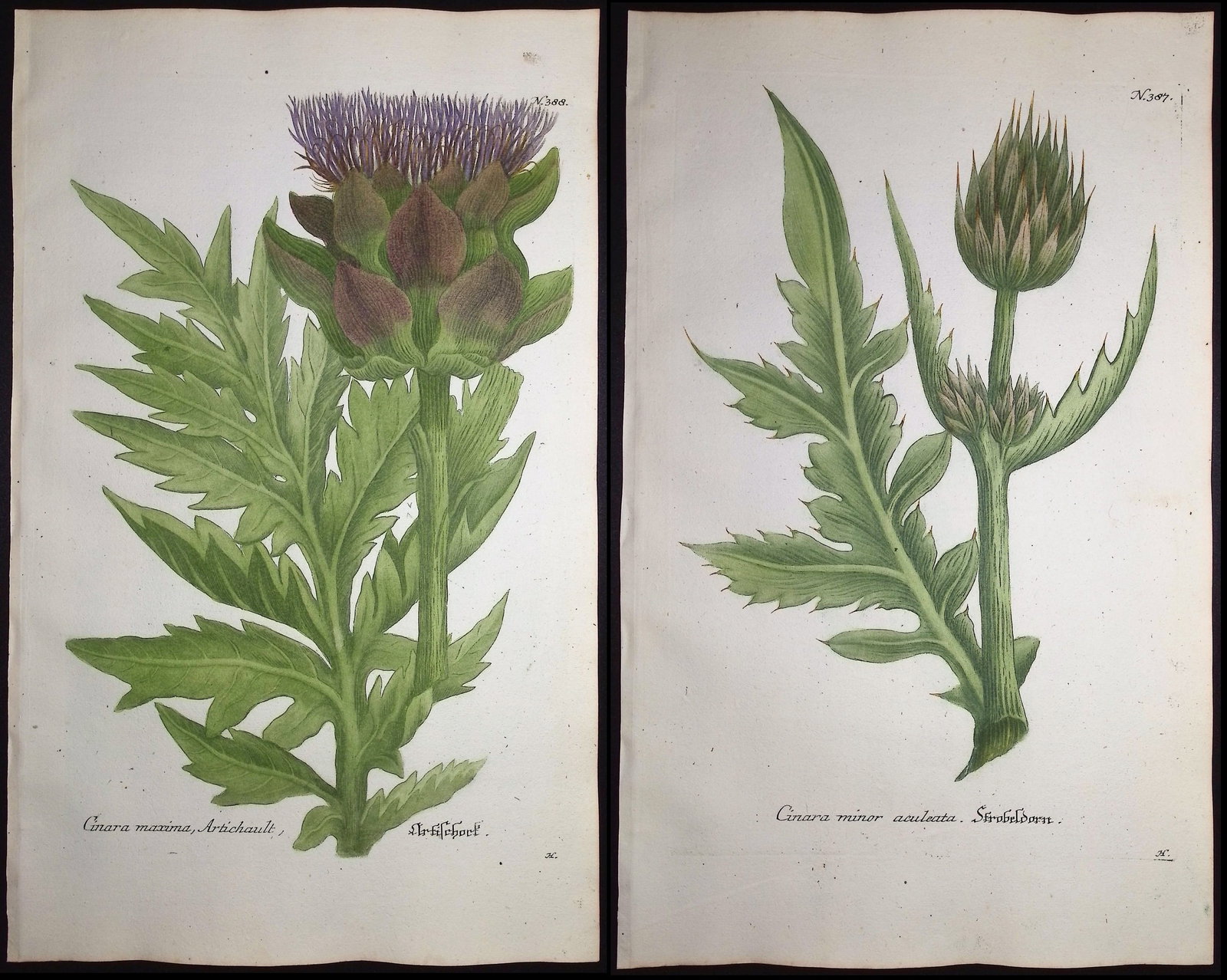 Weinmann - Pair of Artichoke Engravings: This beautiful botanical mezzotint is from Johann Weinmann's "Duidelyke Vertoning, Eeniger Duizend in alle vier waerelds deelen wassende Bomen, Stammen, Kruiden, Bloemen, Vrugten, en Uitwassen, [Germa