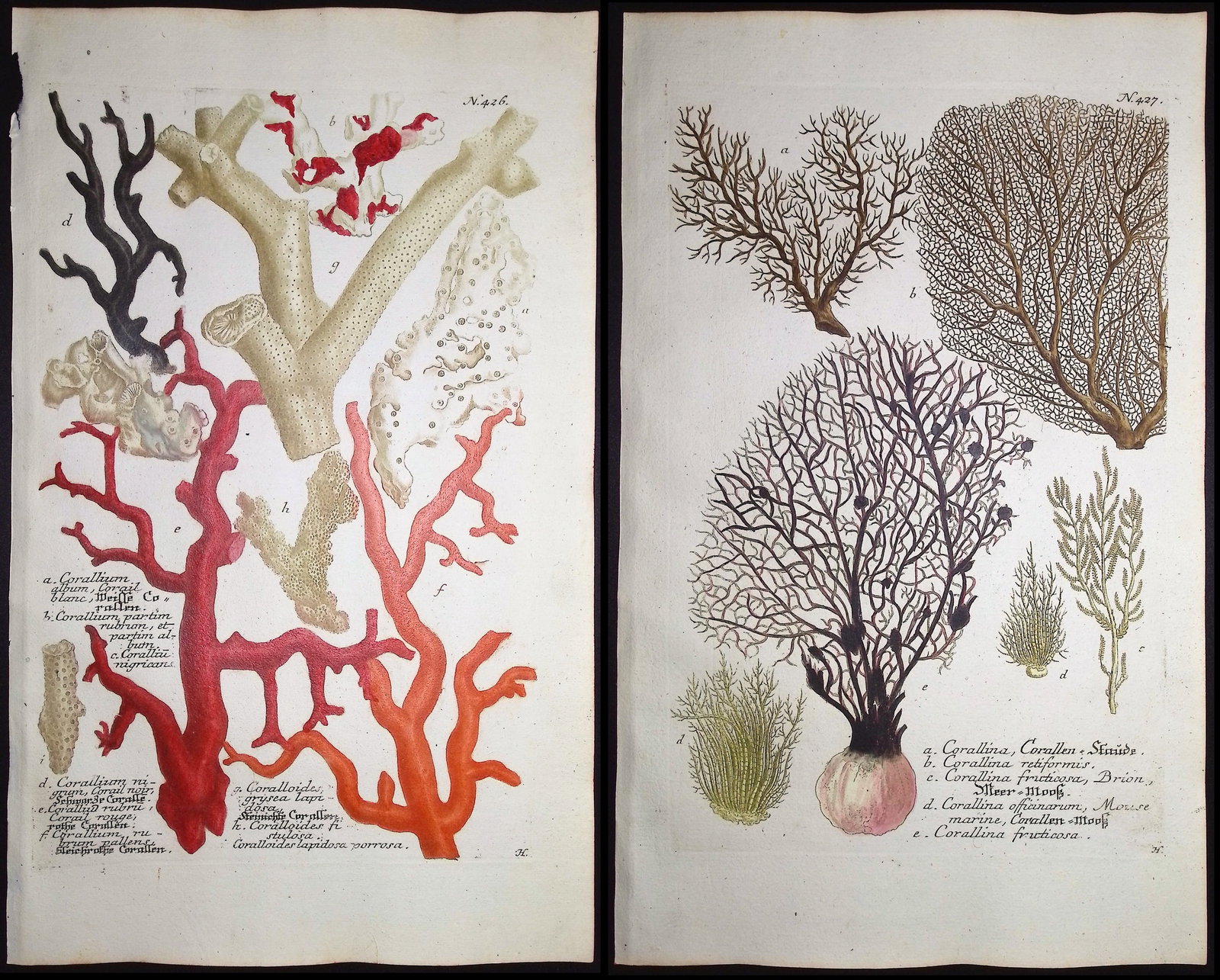 Weinmann - 3 Coral Engravings: This beautiful botanical mezzotint is from Johann Weinmann's "Duidelyke Vertoning, Eeniger Duizend in alle vier waerelds deelen wassende Bomen, Stammen, Kruiden, Bloemen, Vrugten, en Uitwassen,