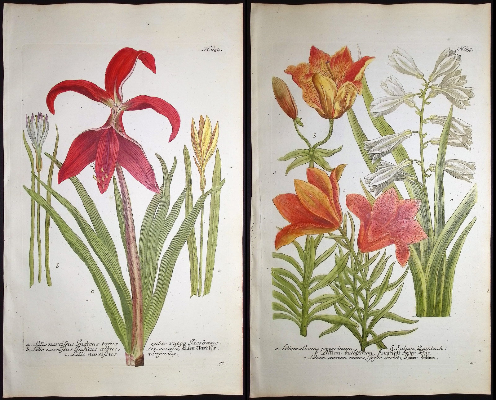 Weinmann - 4 Lily Engravings: This beautiful botanical mezzotint is from Johann Weinmann's "Duidelyke Vertoning, Eeniger Duizend in alle vier waerelds deelen wassende Bomen, Stammen, Kruiden, Bloemen, Vrugten, en Uitwassen,