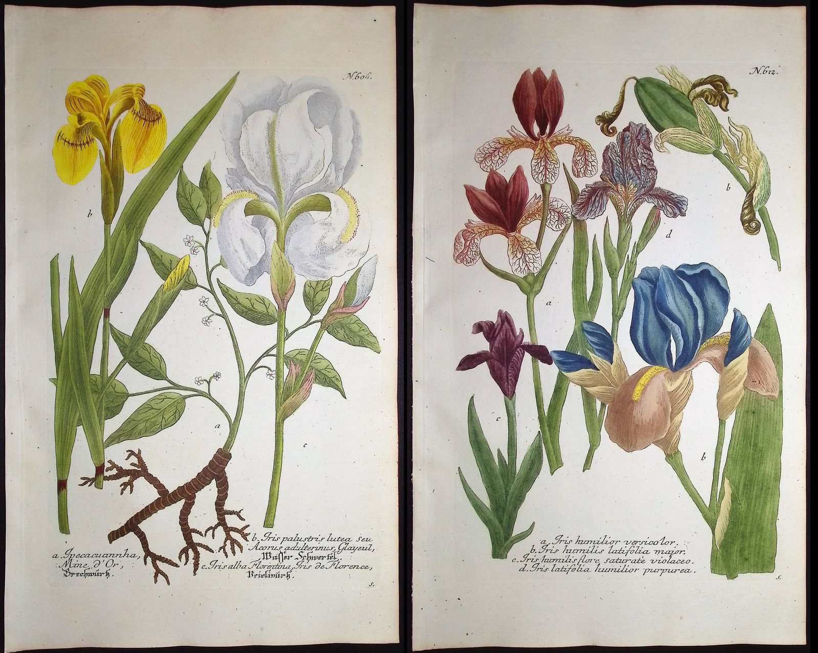 Weinmann - 5 Iris Engravings: This beautiful botanical mezzotint is from Johann Weinmann's "Duidelyke Vertoning, Eeniger Duizend in alle vier waerelds deelen wassende Bomen, Stammen, Kruiden, Bloemen, Vrugten, en Uitwassen,