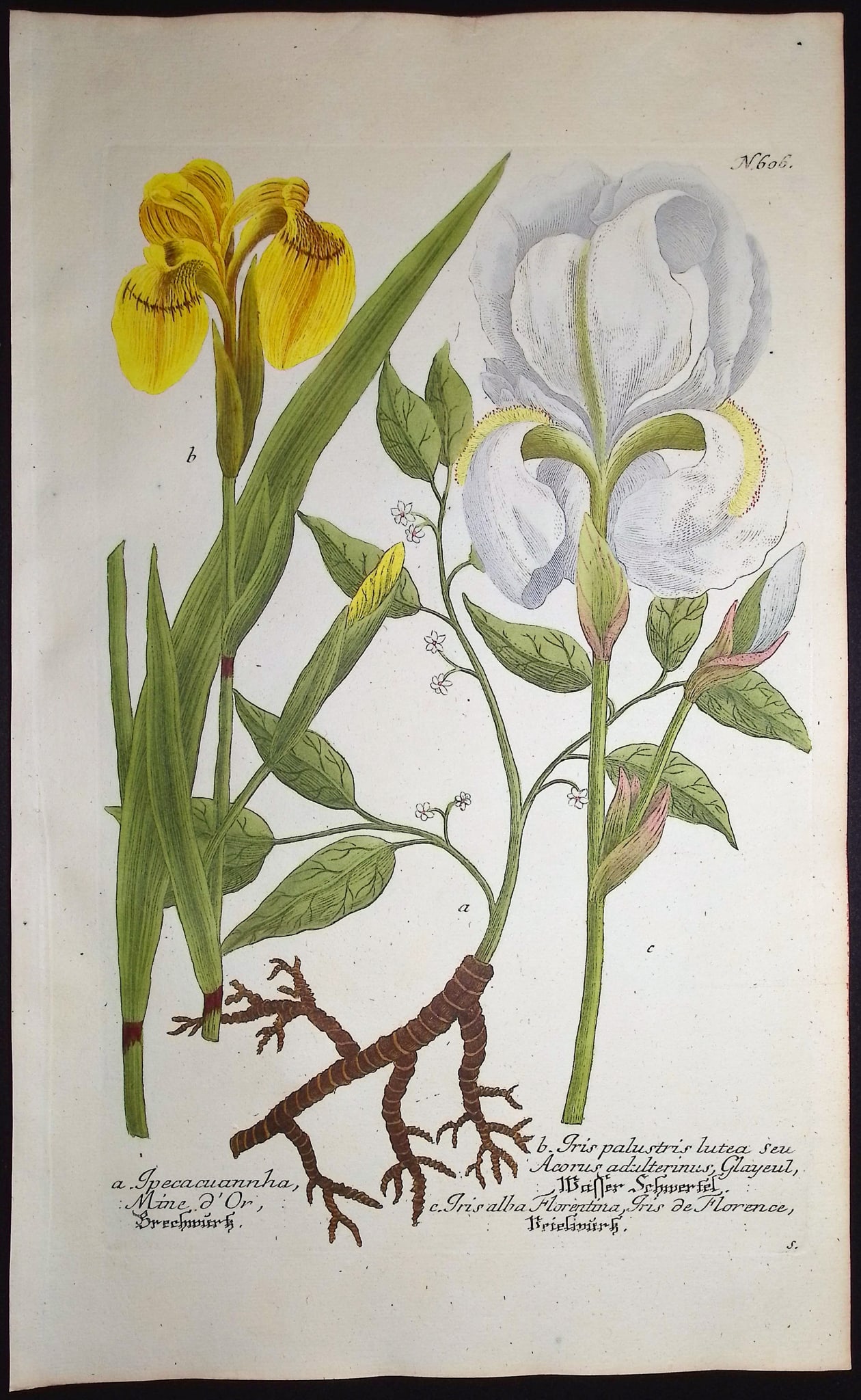 Weinmann - 5 Iris Engravings - 2