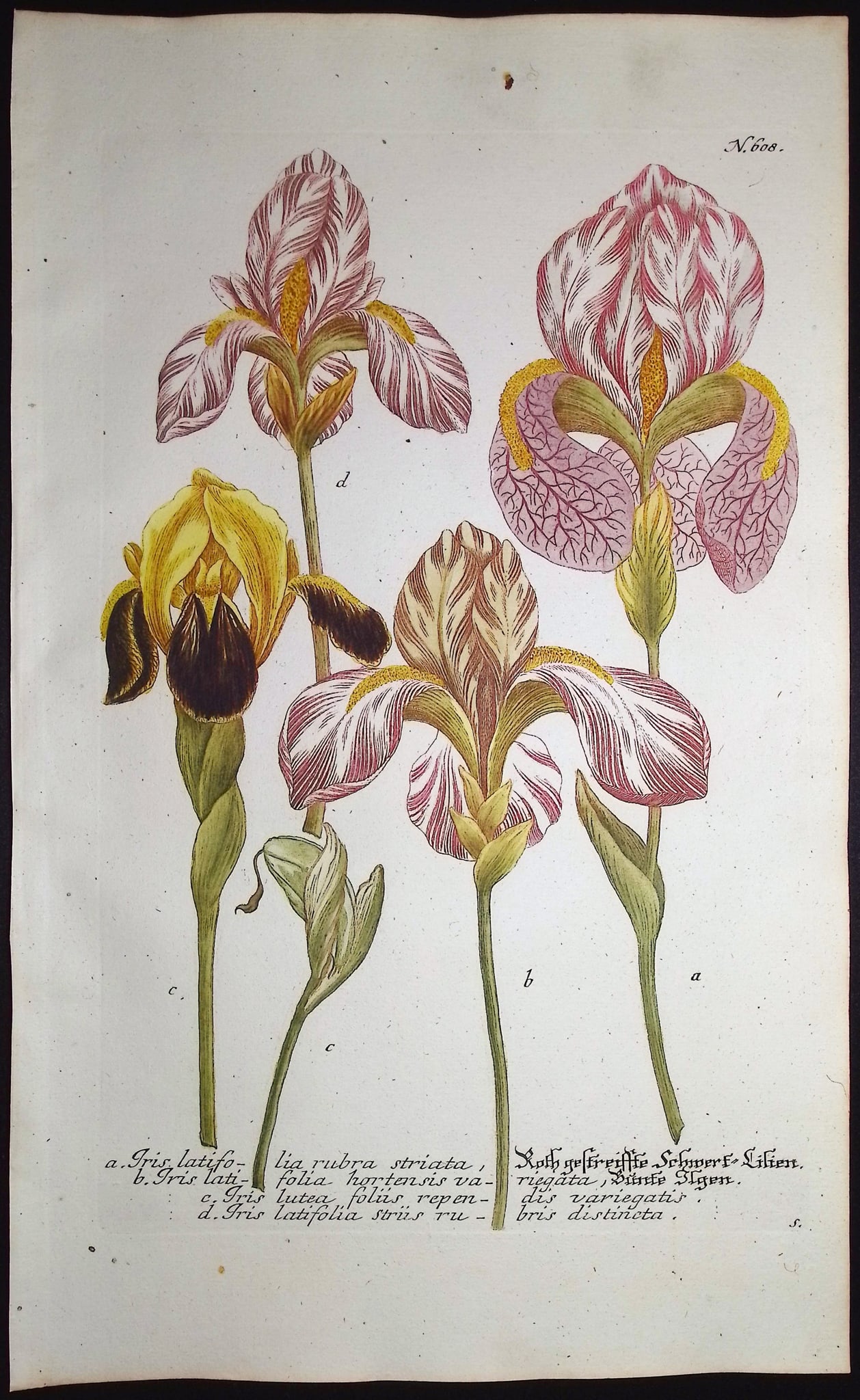Weinmann - 5 Iris Engravings - 3