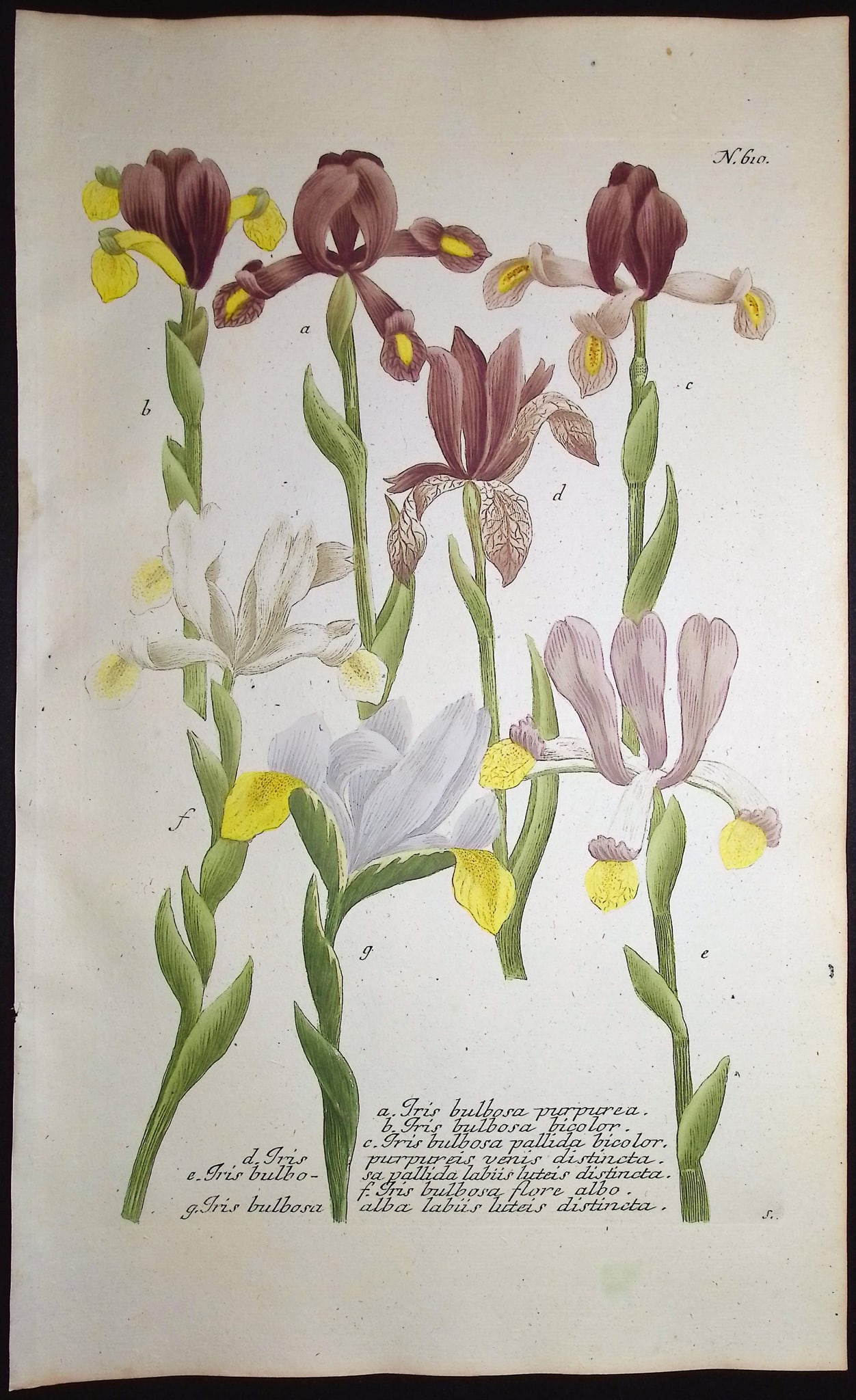 Weinmann - 5 Iris Engravings - 4