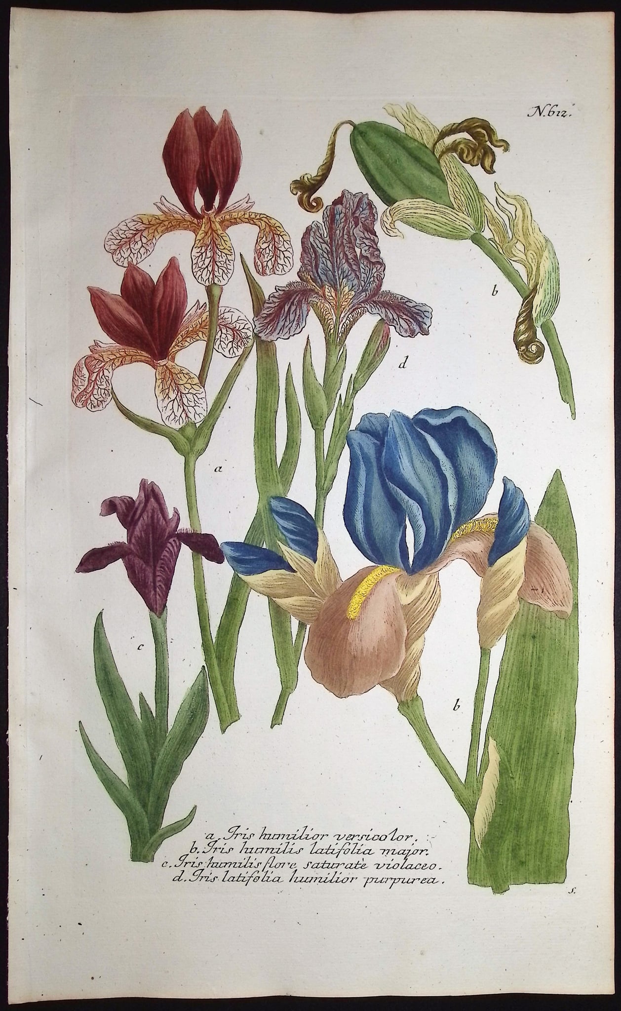 Weinmann - 5 Iris Engravings - 5