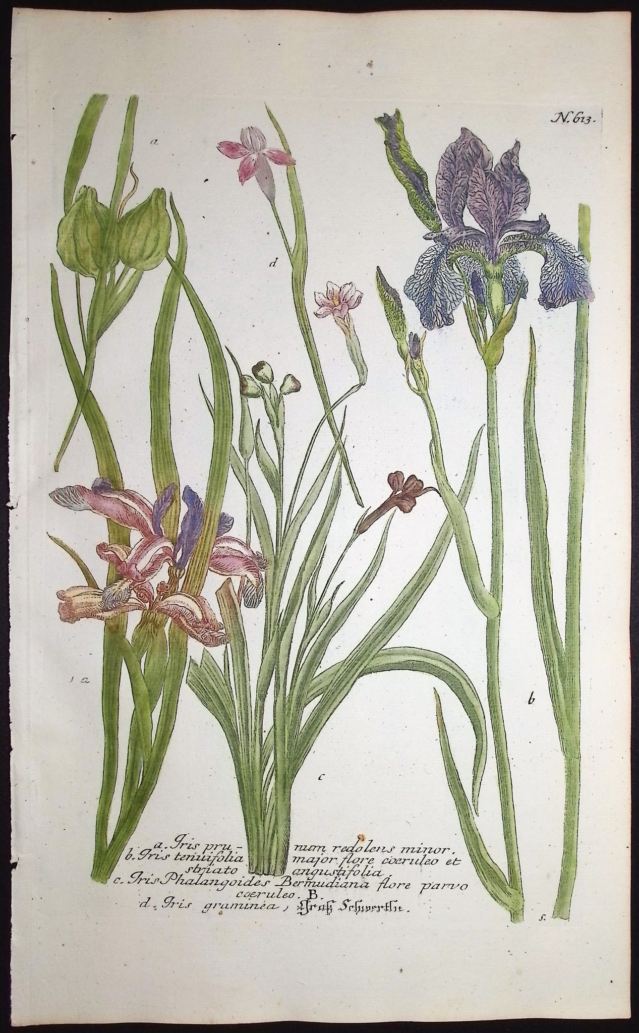Weinmann - 5 Iris Engravings - 6