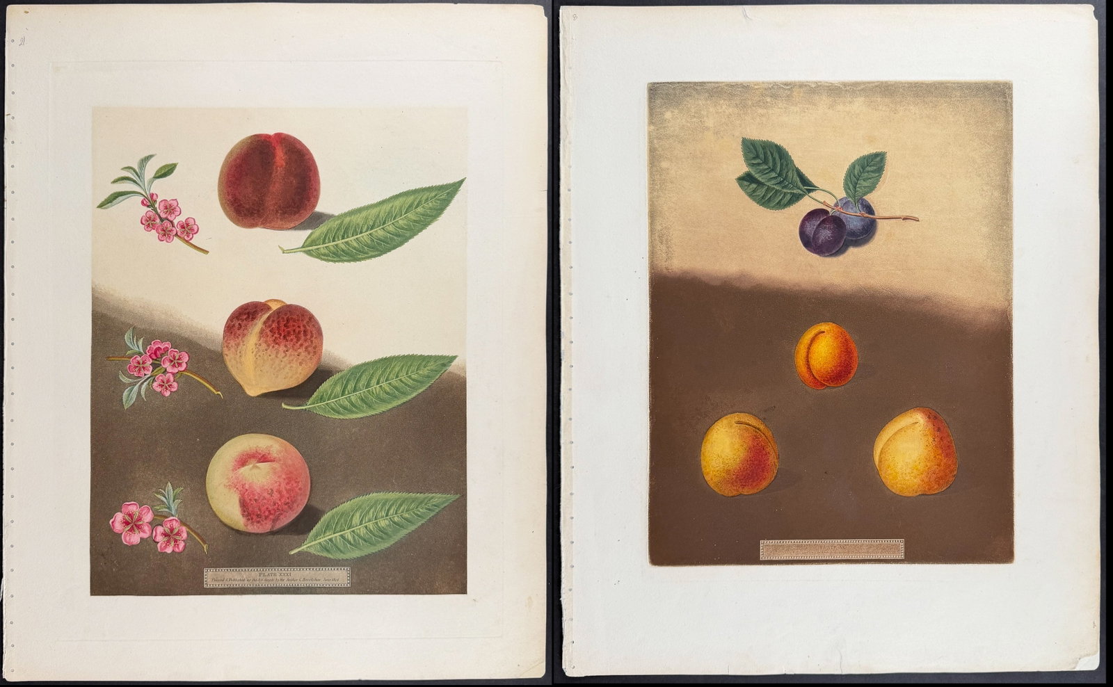Brookshaw, Folio - 4 Fruit Engravings: Peach, Plum, Pear, Apple: This remarkable, large folio fruit engraving is from George Brookshaw's Pomona Britannica, or a Collection of the Most Esteemed Fruits at present cultivated in the country; together with the Blossoms