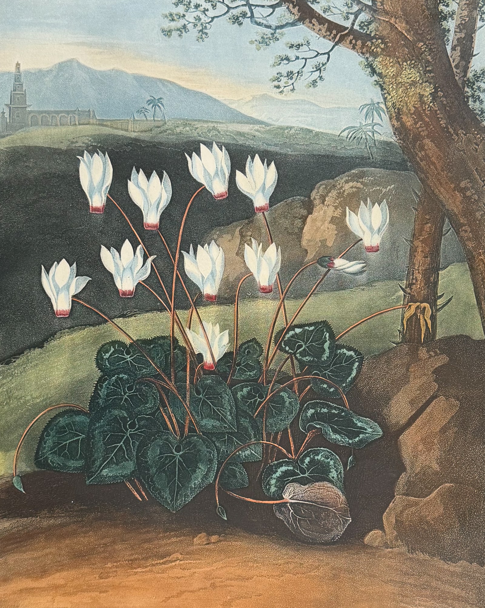 Thornton, Folio - The Persian Cyclamen: This dramatic large folio botanical engraving is from Dr. Robert John Thornton?s work "New Illustration of the Sexual System of Carolus Von Linnaeus...and the Temple of Flora, or Garden of Nature". Th