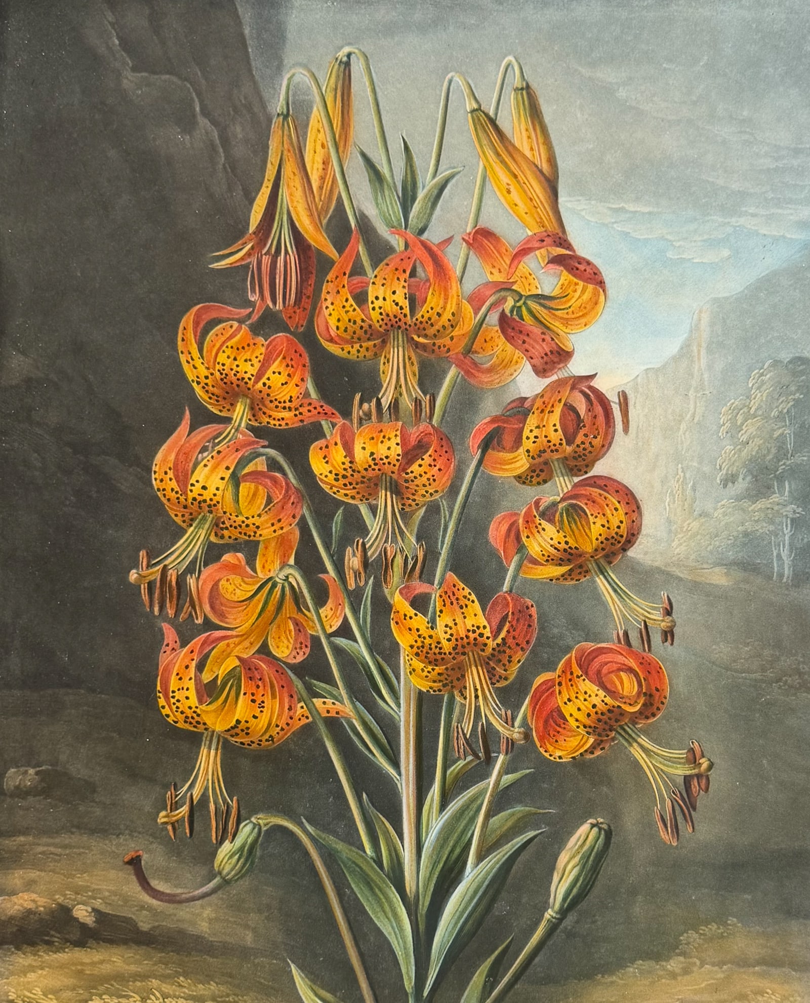 Thornton, Folio - The Superb Lily: This dramatic large folio botanical engraving is from Dr. Robert John Thornton?s work "New Illustration of the Sexual System of Carolus Von Linnaeus...and the Temple of Flora, or Garden of Nature".