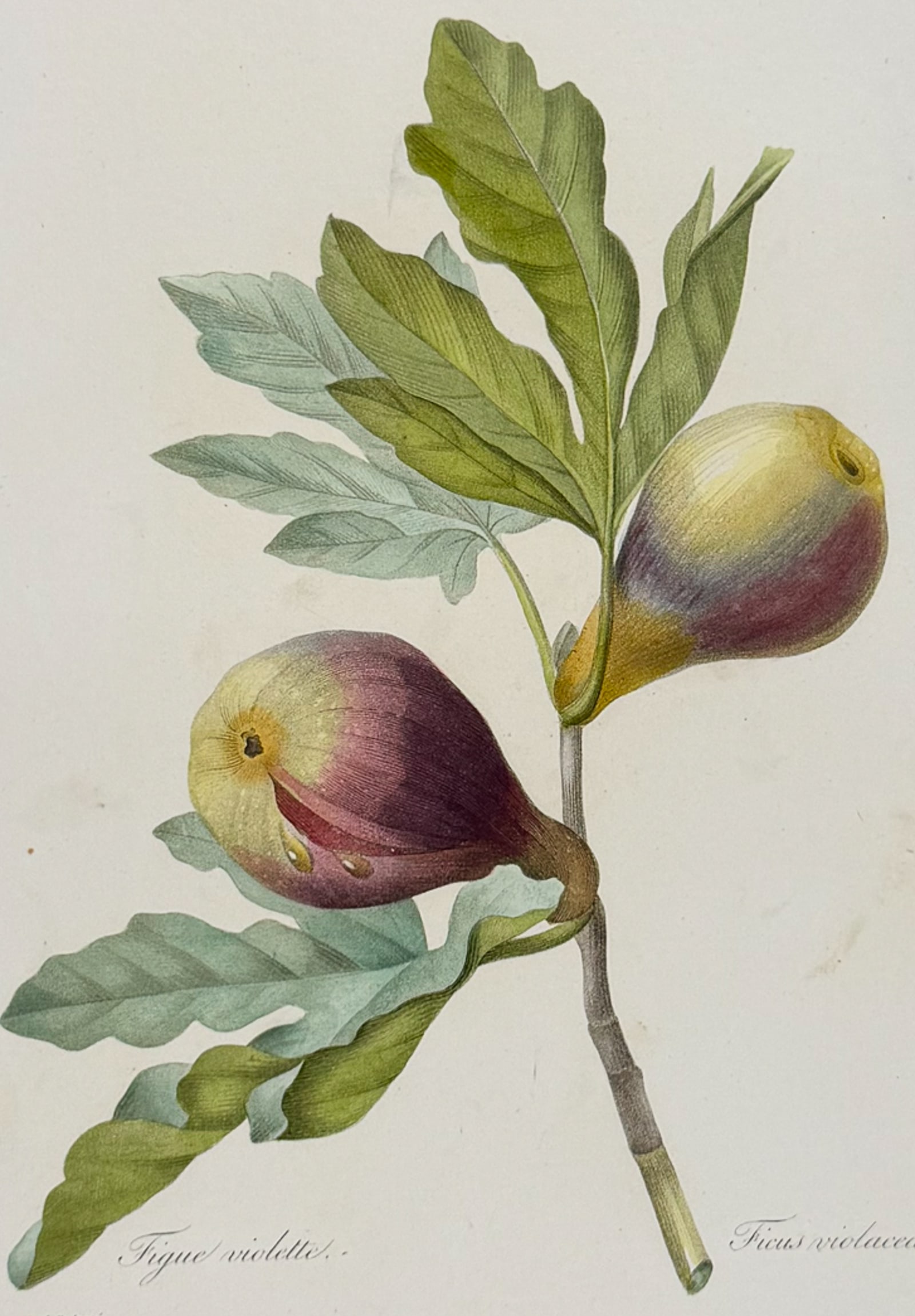 Redoute, Choix, Rare Folio - Fig [Ficus violacea]: This striking originally hand-colored stipple engraving is from Pierre Joseph Redoute's "Le Choix des Plus Belles Fleurs". This is from the first edition of the work and was published in Paris