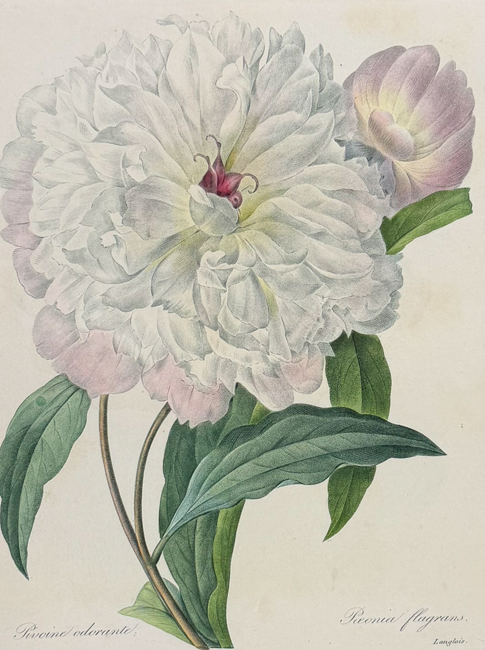 Redoute, Choix, Rare Folio - Peony [Paeonia flagrans]: This striking originally hand-colored stipple engraving is from Pierre Joseph Redoute's "Le Choix des Plus Belles Fleurs". This is from the first edition of the work and was published in Paris between