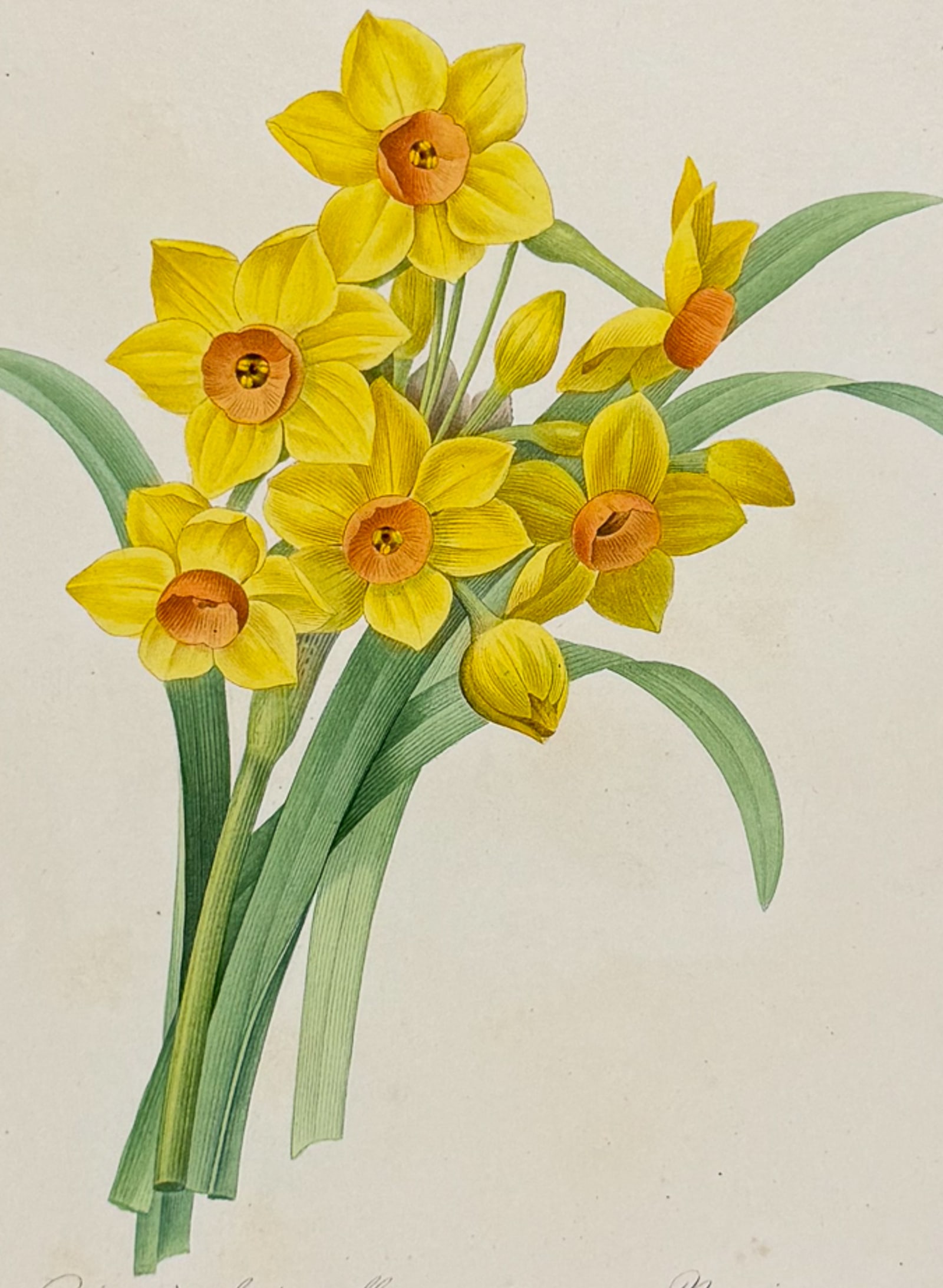 Redoute, Choix, Rare Folio - Daffodil [Narcissus taxetta] (1 of 2)
