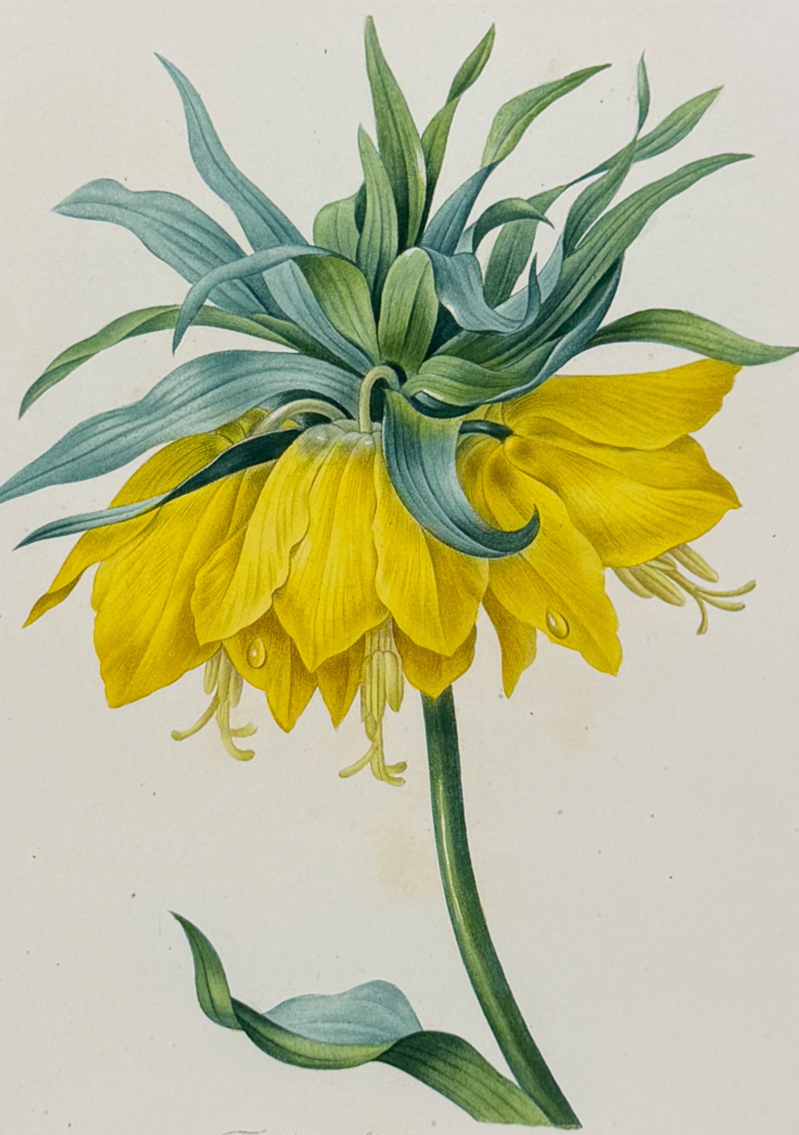 Redoute, Choix, Rare Folio - Crown Imperial Lily [Fritillaire Imperiale var jaune]: This striking originally hand-colored stipple engraving is from Pierre Joseph Redoute's "Le Choix des Plus Belles Fleurs". This is from the first edition of the work and was published in Paris between