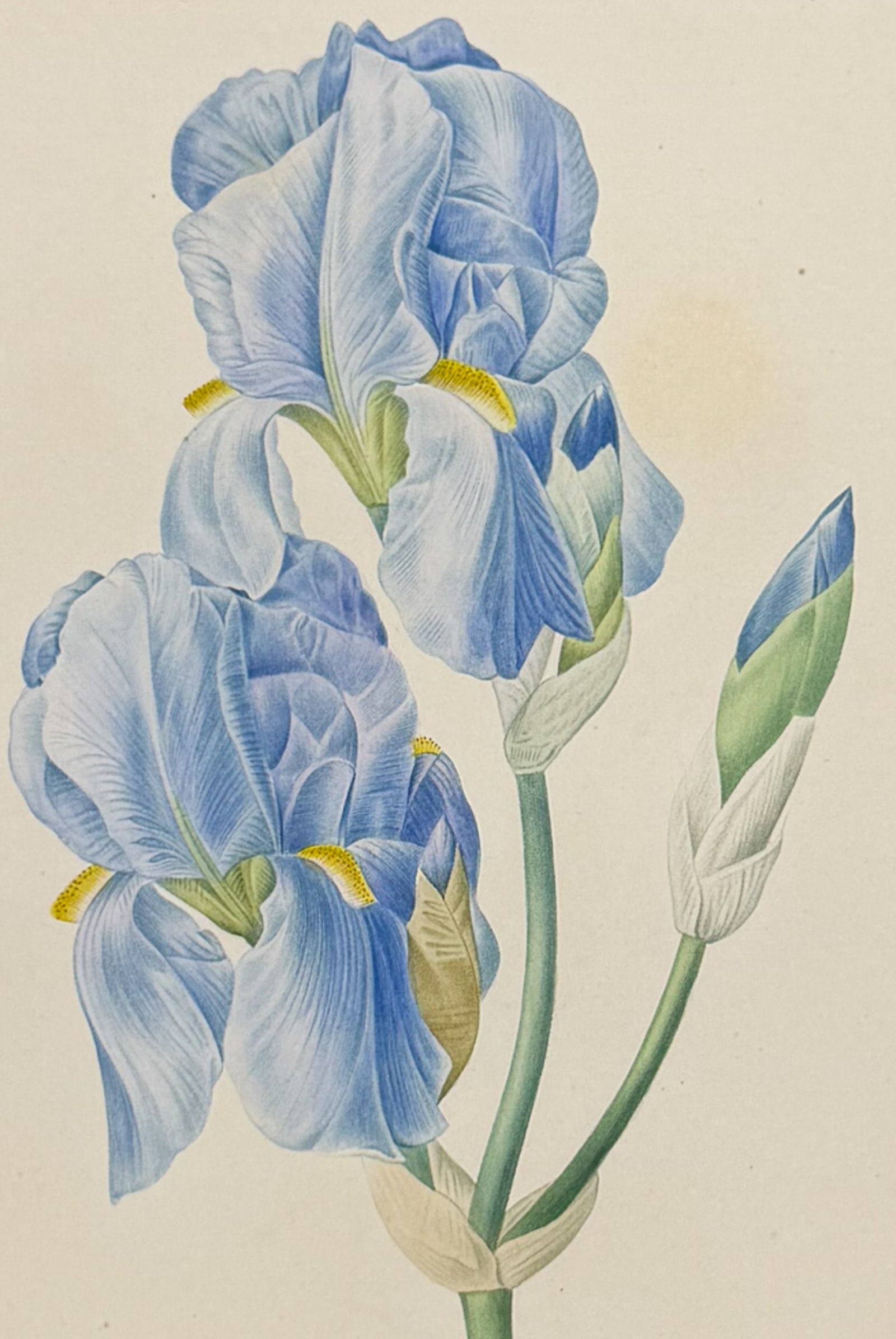 Redoute, Choix, Rare Folio - Iris [Iris pallida] (1 of 2)