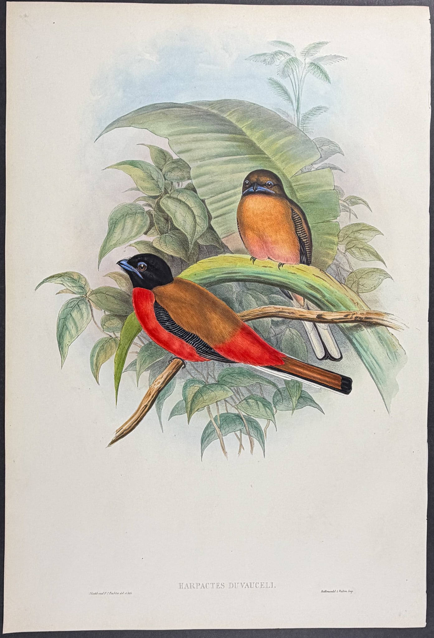 Gould, Asia - Duvaucel's Trogon [Harpactes Duvauceli] (1 of 1)
