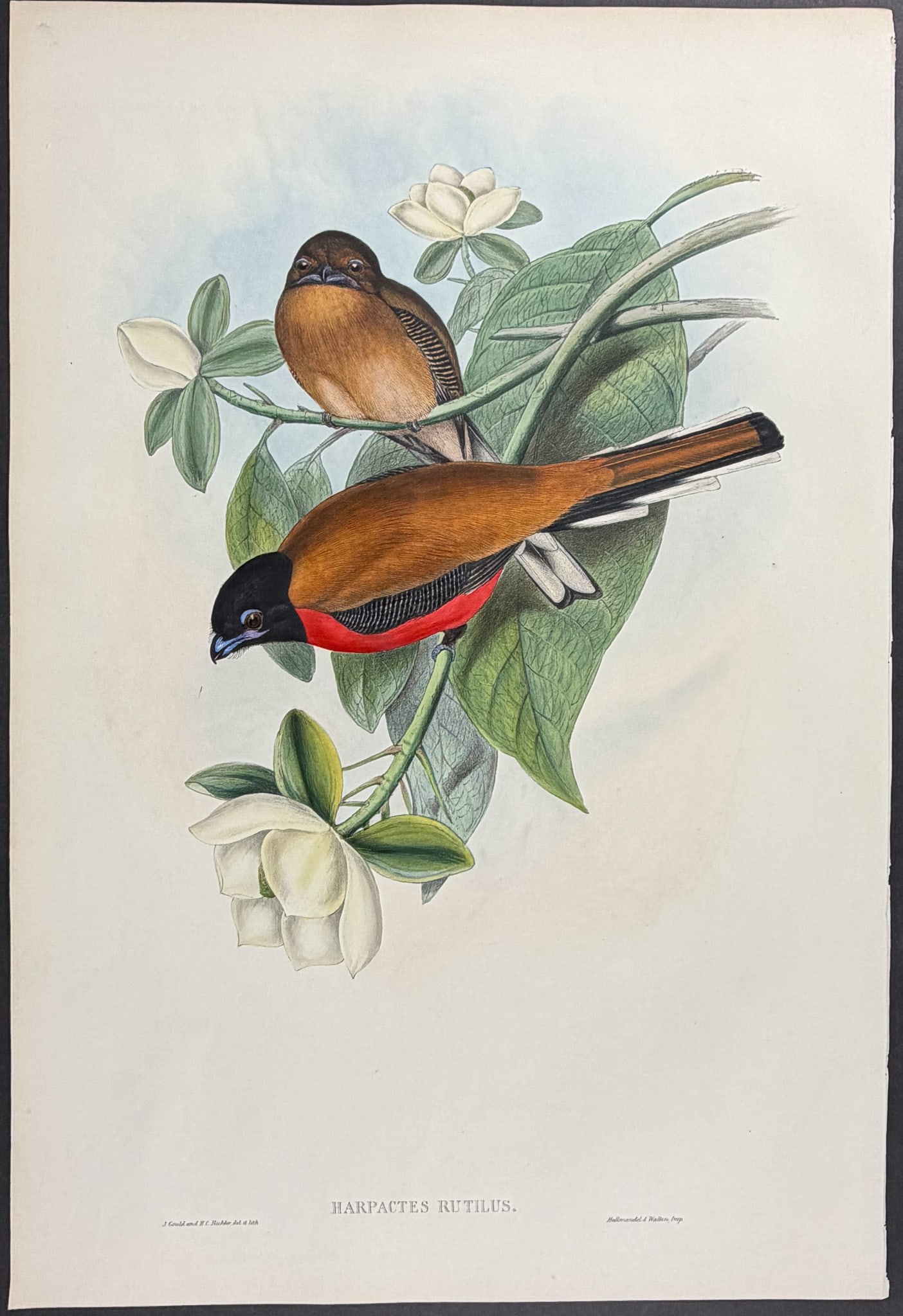 Gould, Asia - Malacca Trogon [Harpactes Rutilus] (1 of 1)