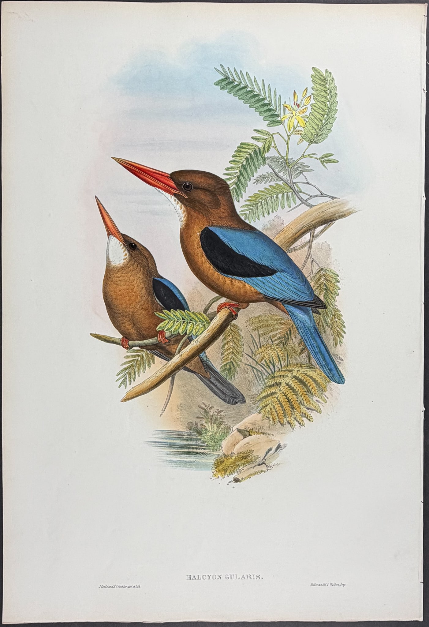 Gould, Asia - Manilla Kingfisher [Halcyon Gularis] (1 of 1)