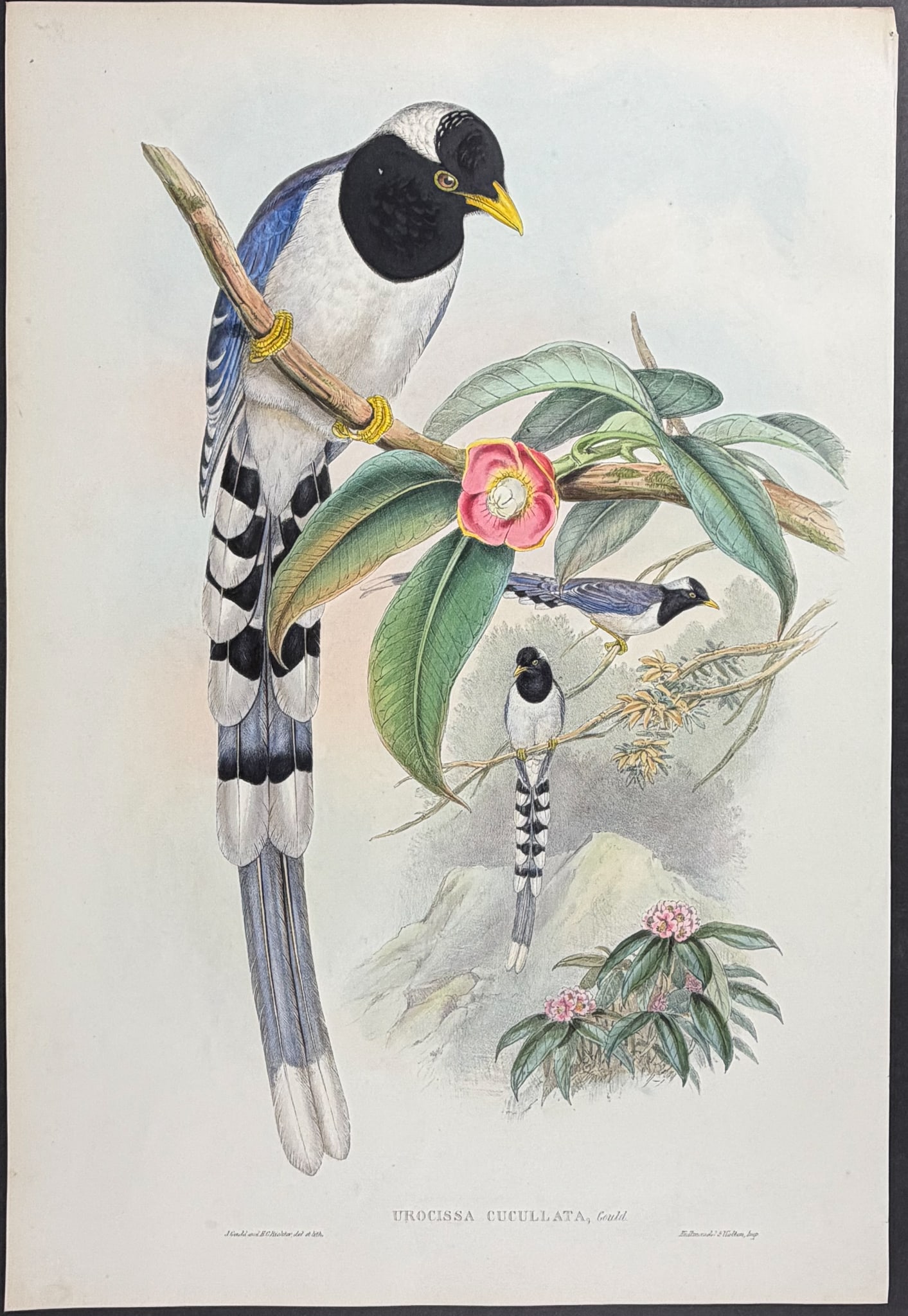 Gould, Asia - White-capped Blue Pie [Urocissa Cucullata] (1 of 1)