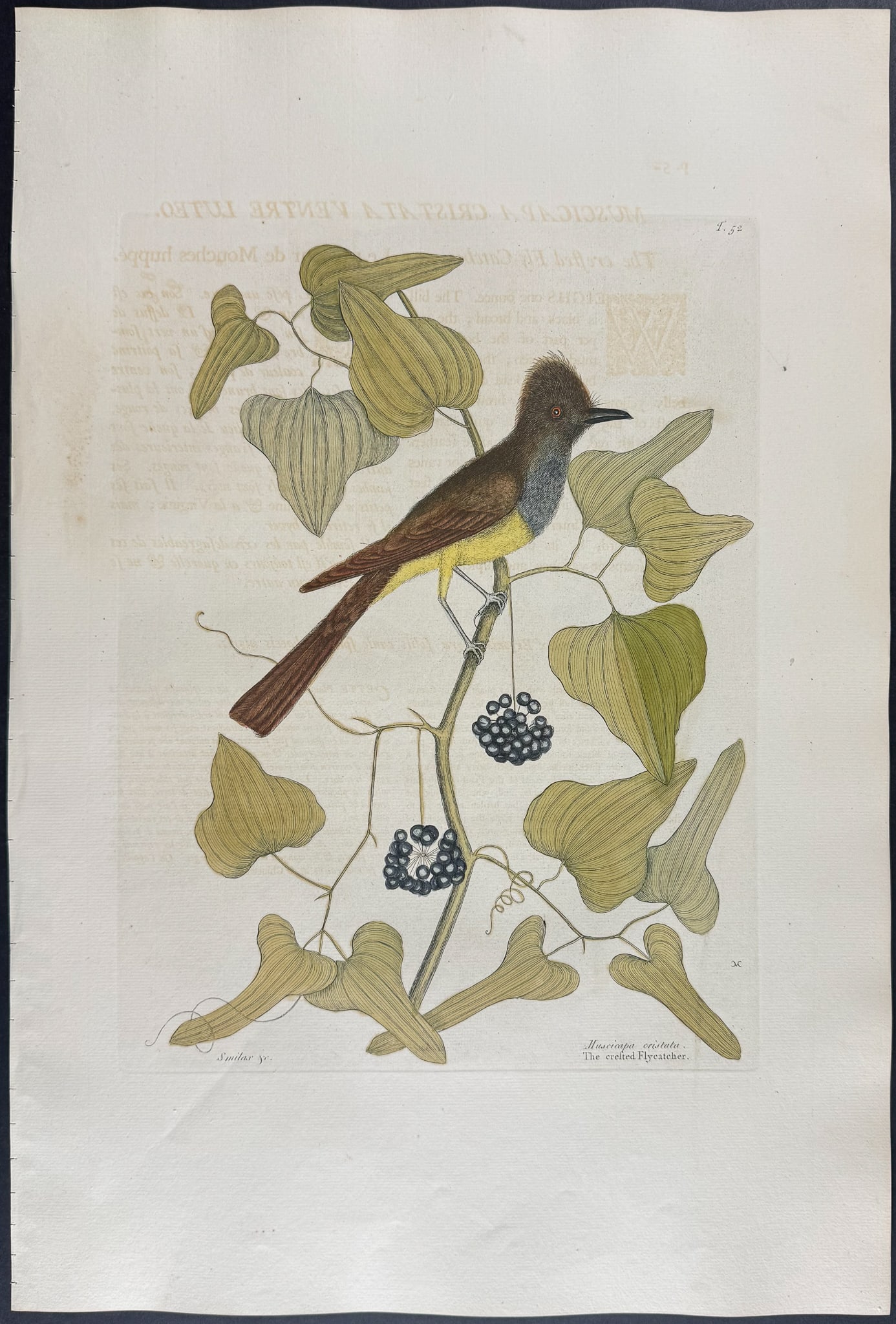 Catesby, Folio - Crested Flycatcher. 1-52: We are pleased to offer this folio engraving from Mark Catesby?s "The Natural History of Carolina, Florida and the Bahama Islands: Containing the Figures of Birds, Beasts, Fishes, Serpents, Insects, a