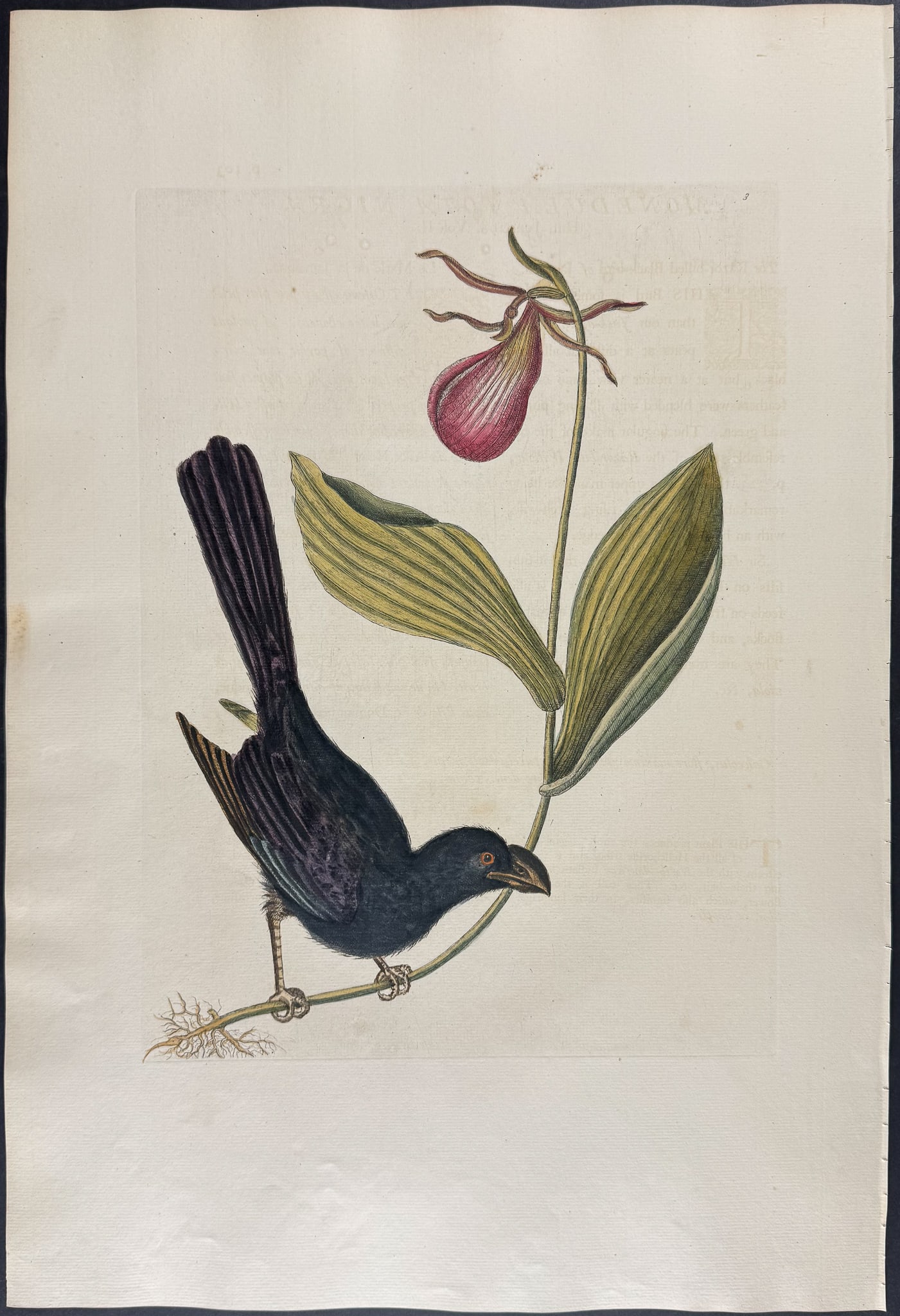 Catesby, Folio - Razor-billed Backbird of Jamaica with Lady's Slipper Orchid. Sup-3: We are pleased to offer this folio engraving from Mark Catesby?s "The Natural History of Carolina, Florida and the Bahama Islands: Containing the Figures of Birds, Beasts, Fishes, Serpents, Insects, a